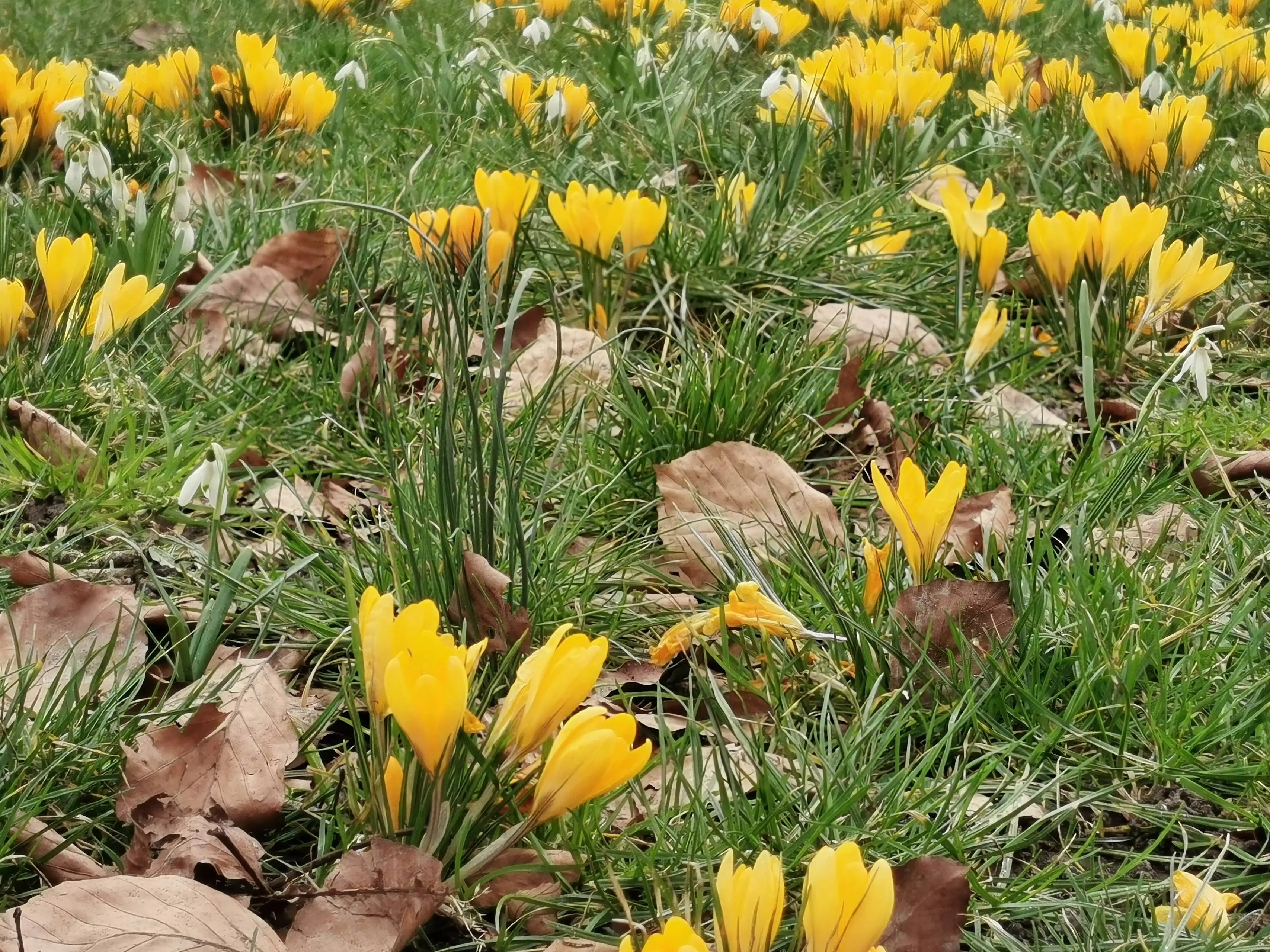 krokus lente IMG_20210306_125051