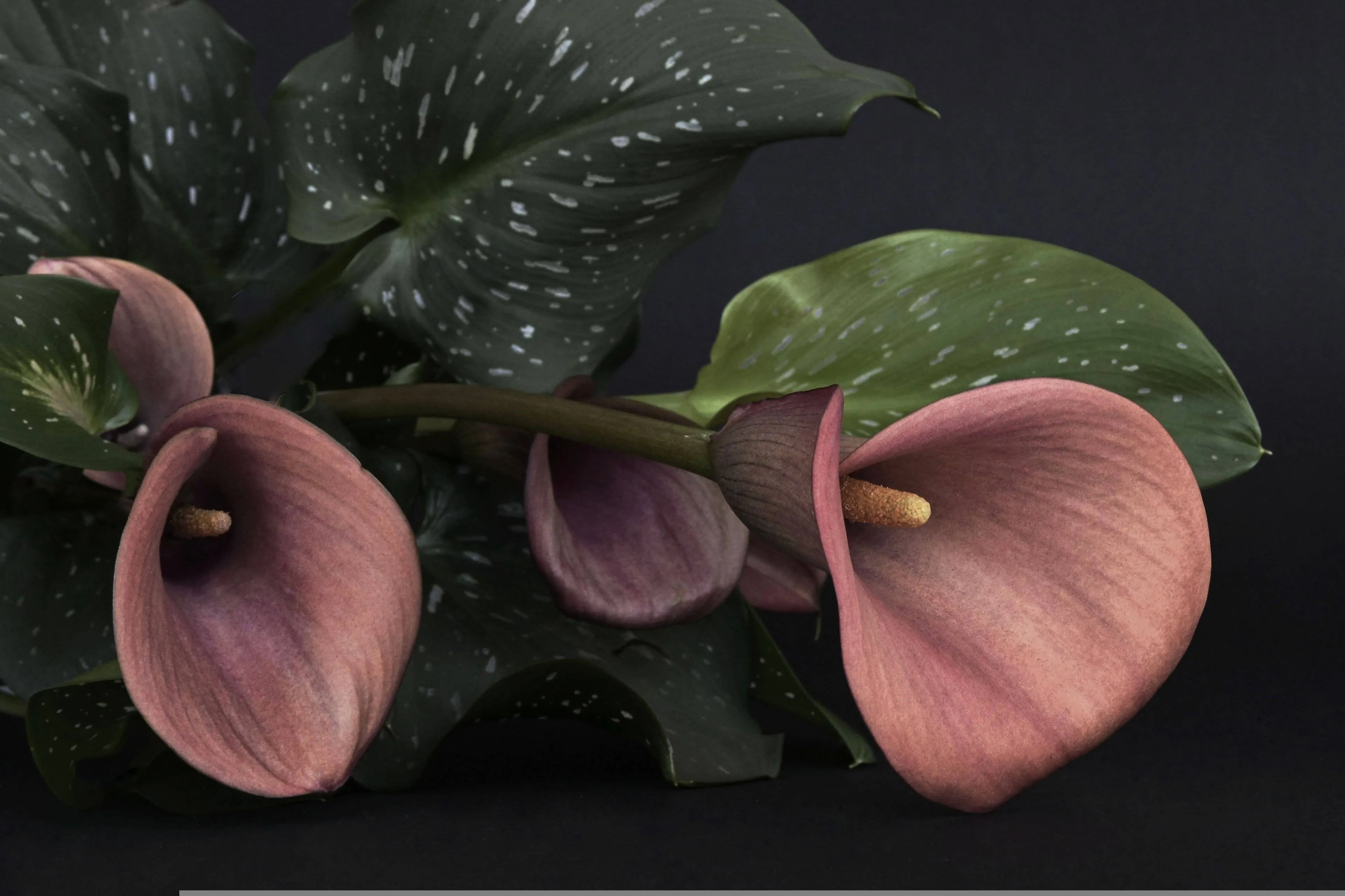Calla, rouw anncapictures Pixabay