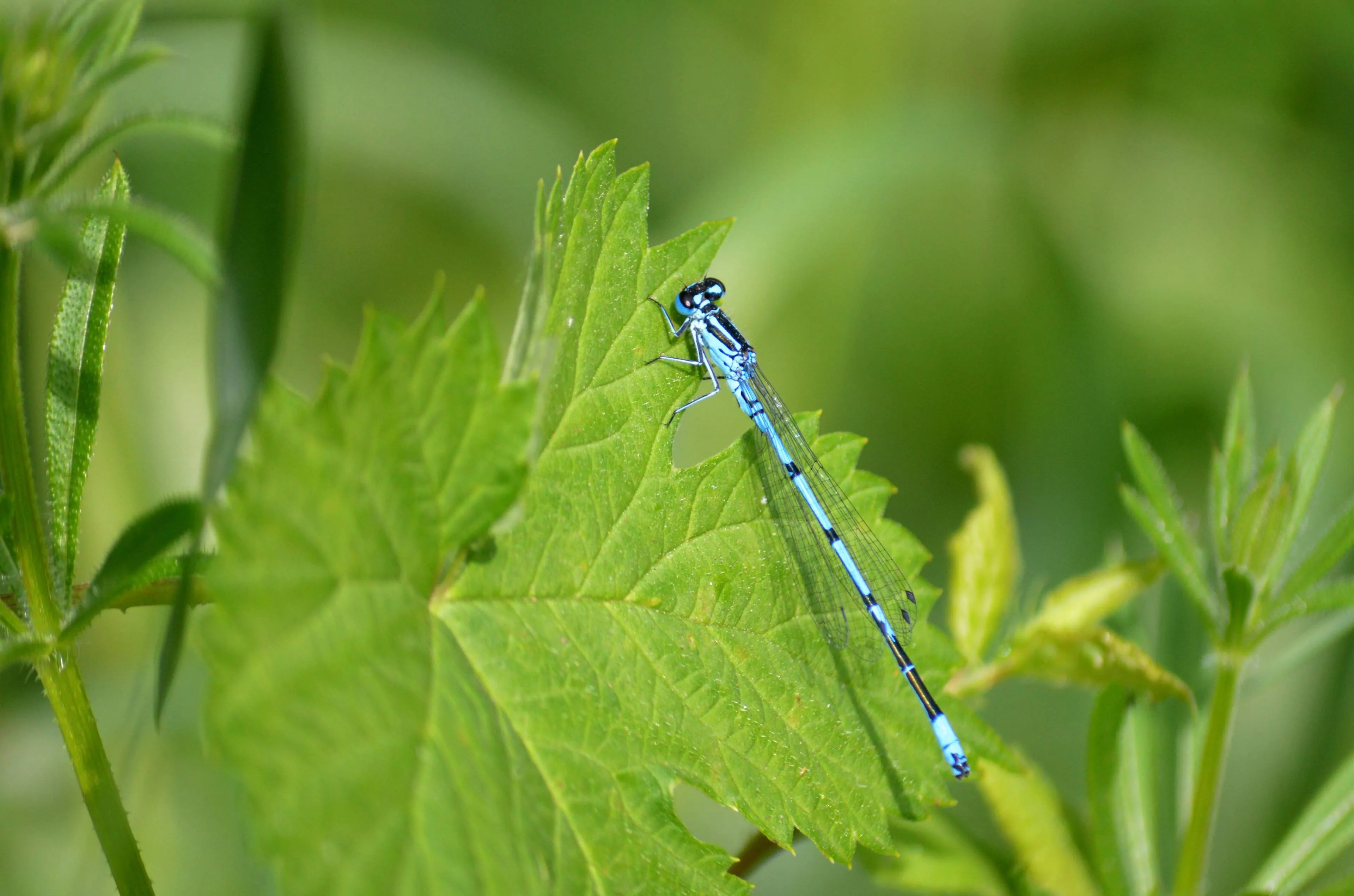 azuurwaterjuffer neelam279-damselfly-10312383
