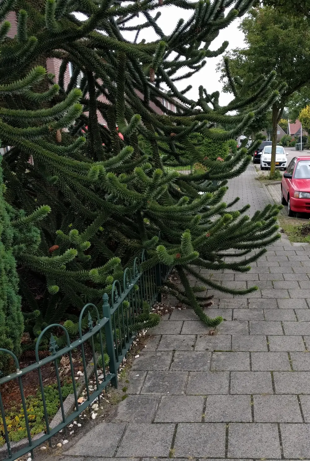 20160927 apenboom