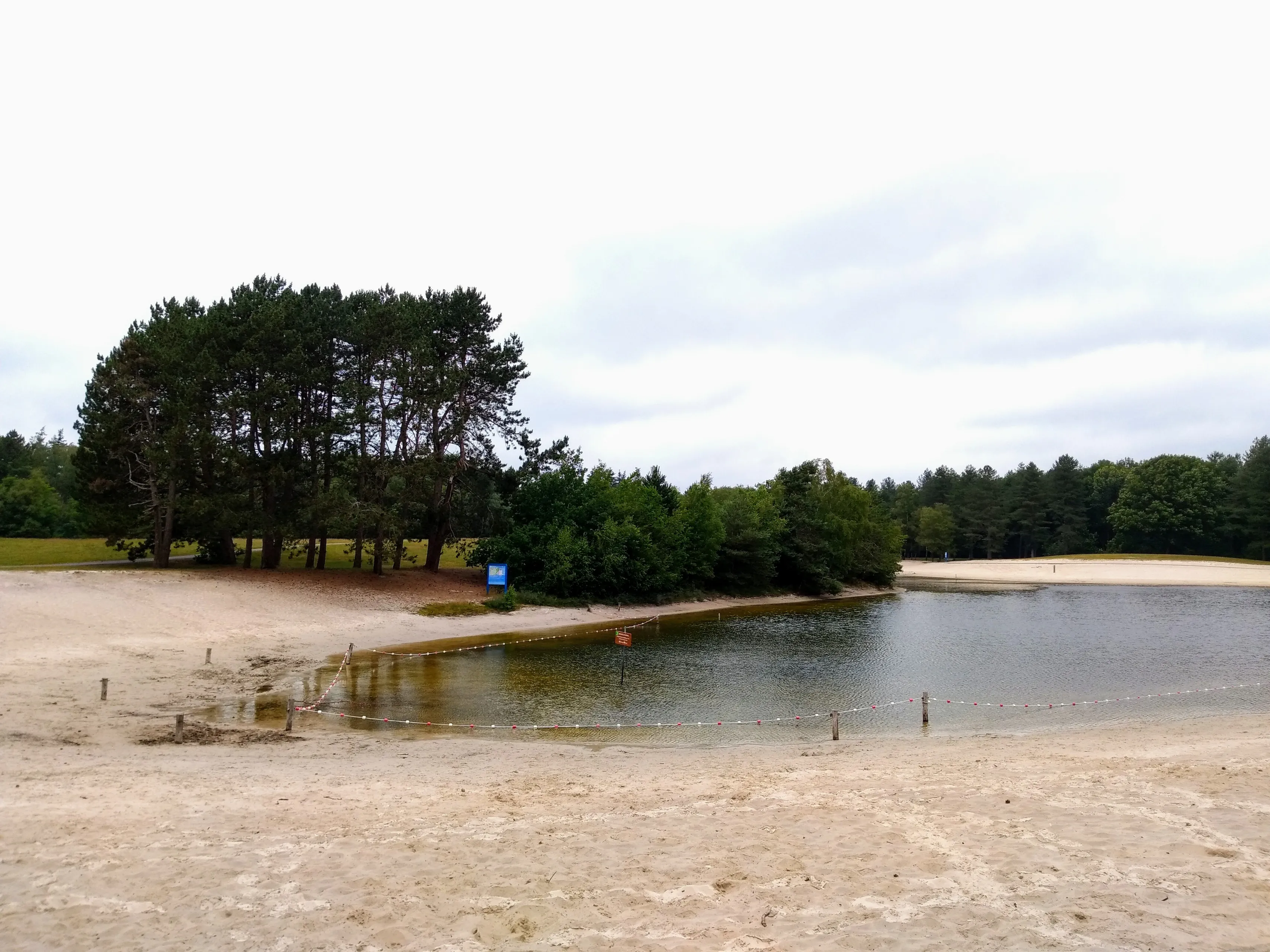 de zwarte dennen op een bewolkte dag