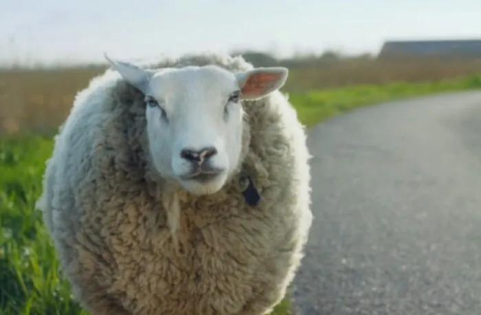 drachtig schaap vermist politie