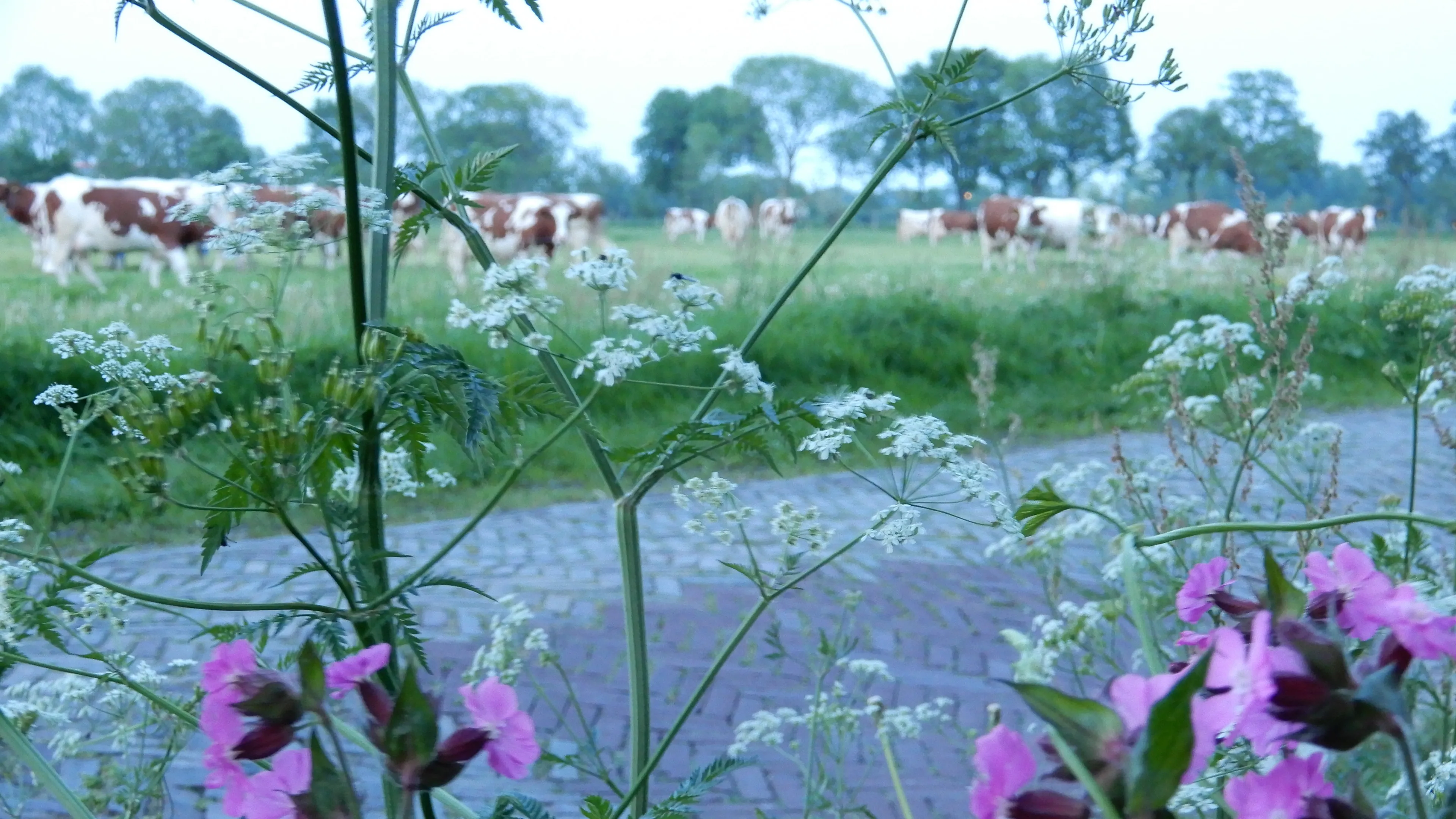 dscn1776 1 e1528751823426