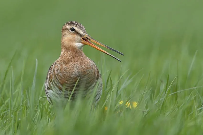 grutto foto sovon via natuurbeschermingsvereniging ijhorst eo