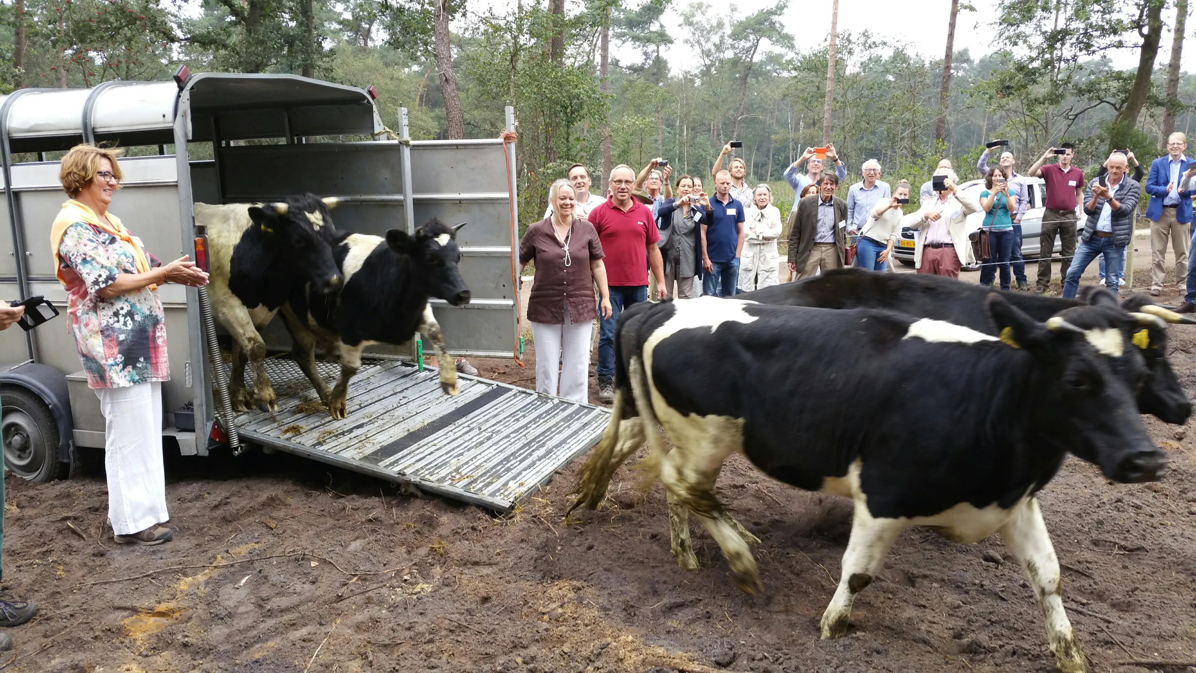 heidekoe op lankheet 20160909
