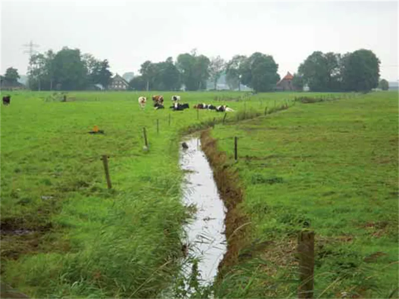 landinrichting staphorst koeien