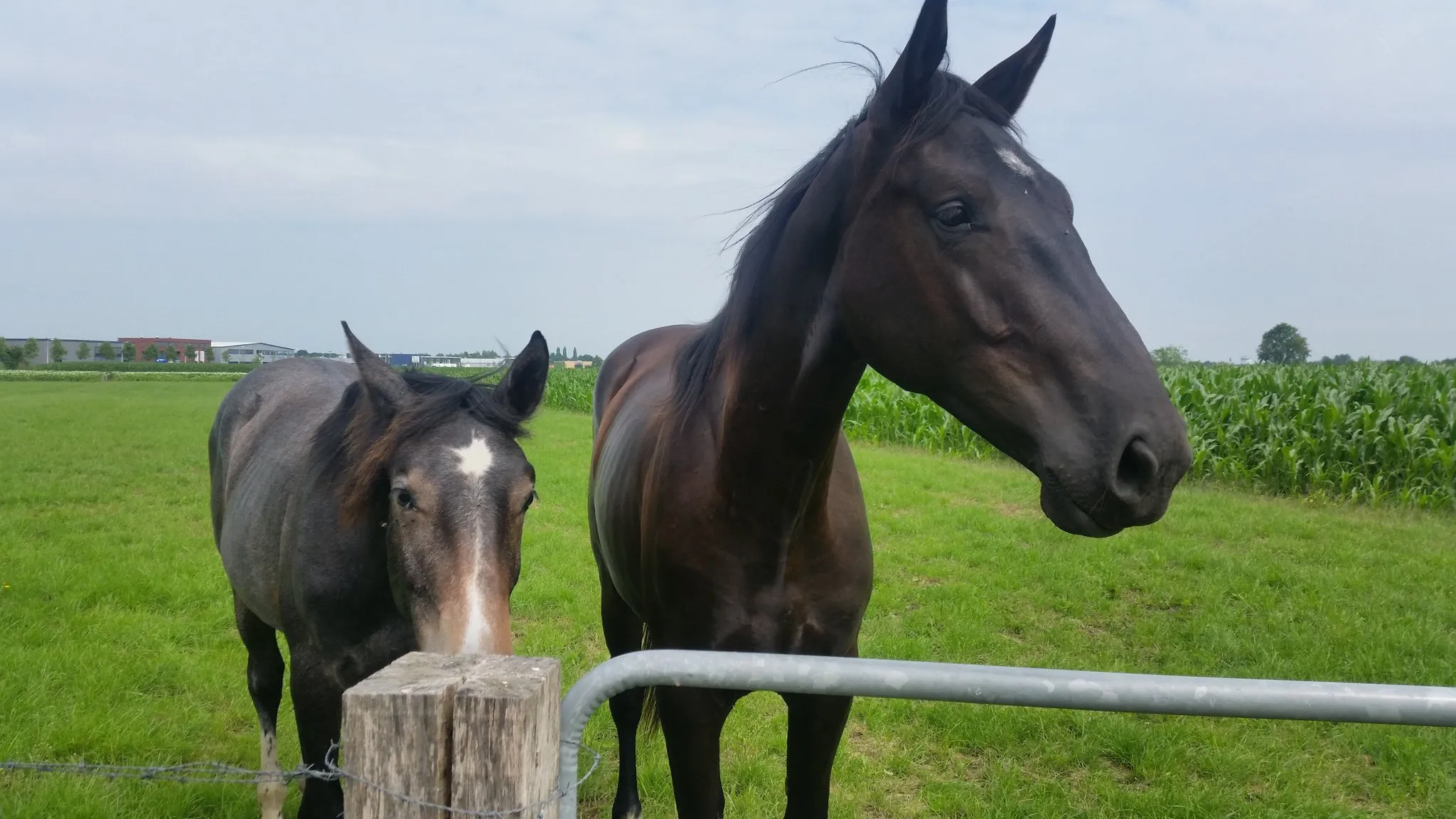 paarden politie staphorst