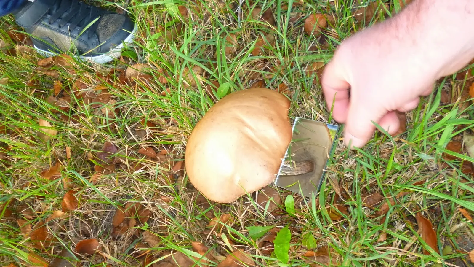 paddestoel spiegeltje 2013 077 e1444206583573