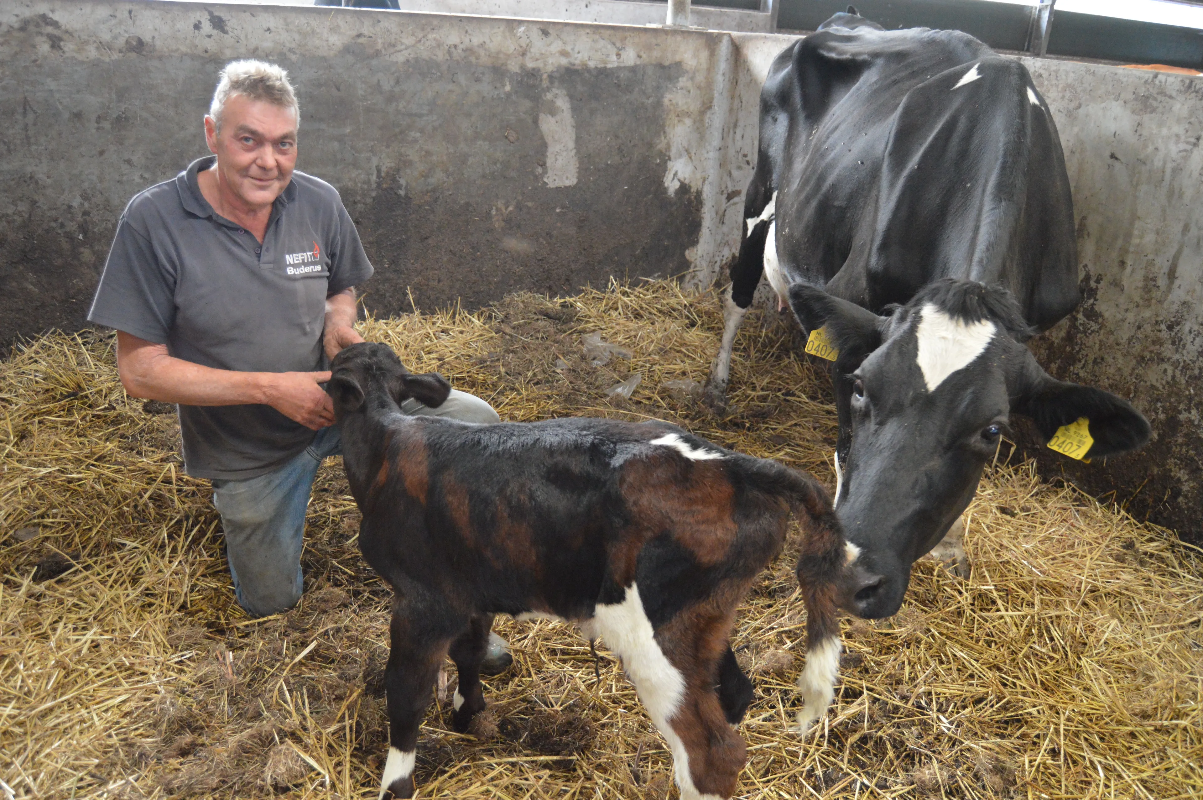 pn29072015 driekleur kalf staphorst3