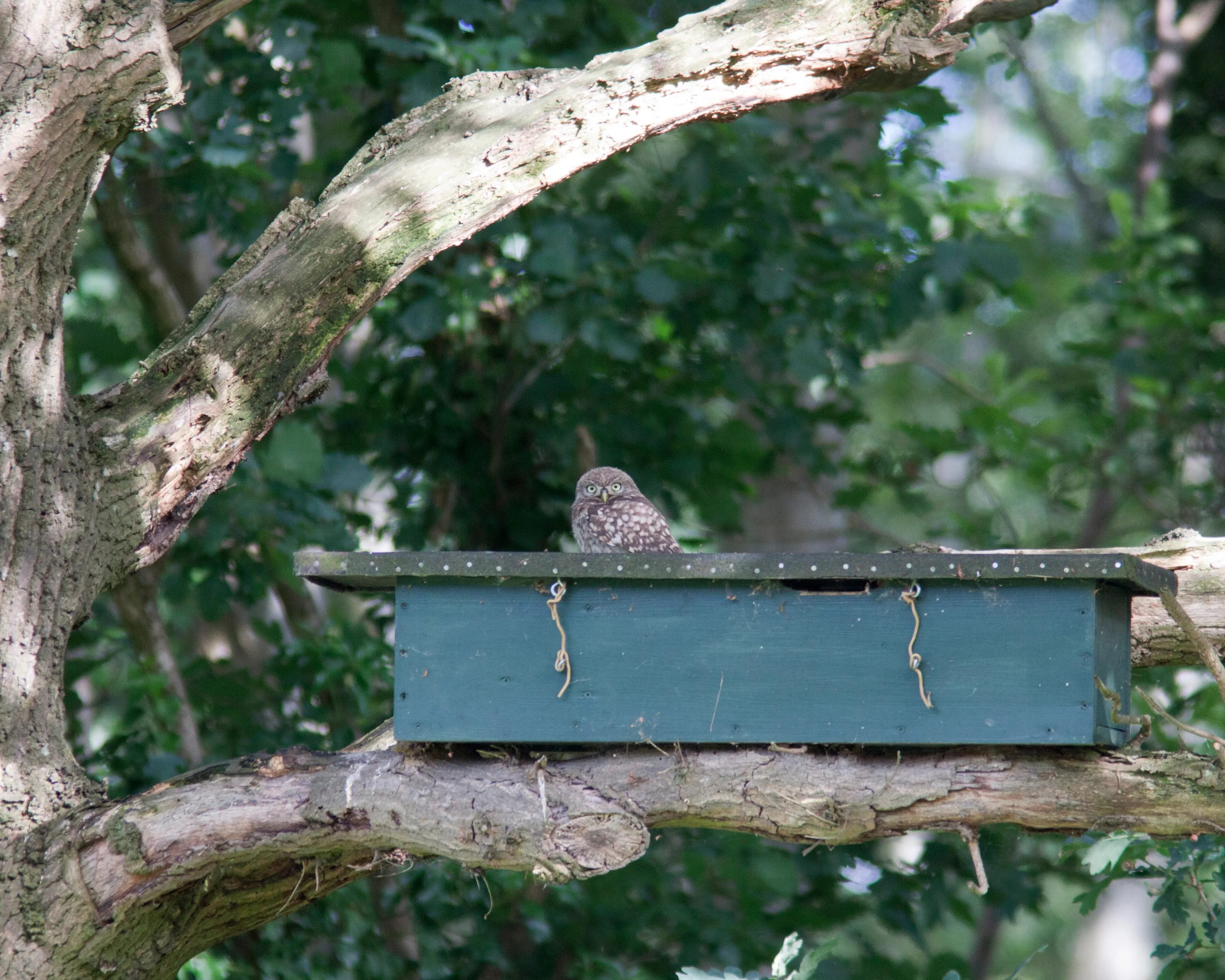 steenuil op nestkast fotograaf mark zekhuis