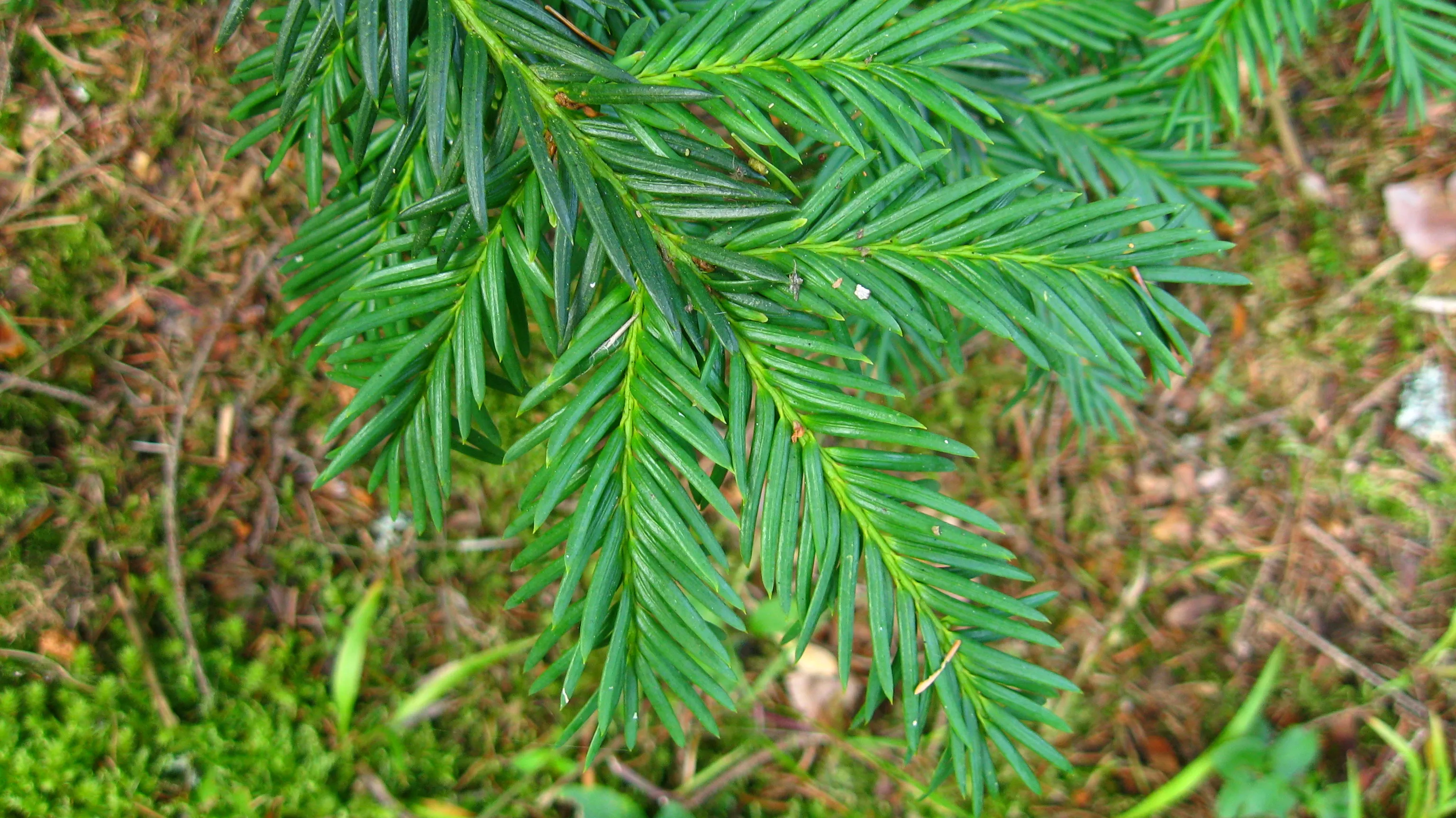 taxus baccata repandens branch e1434651123300