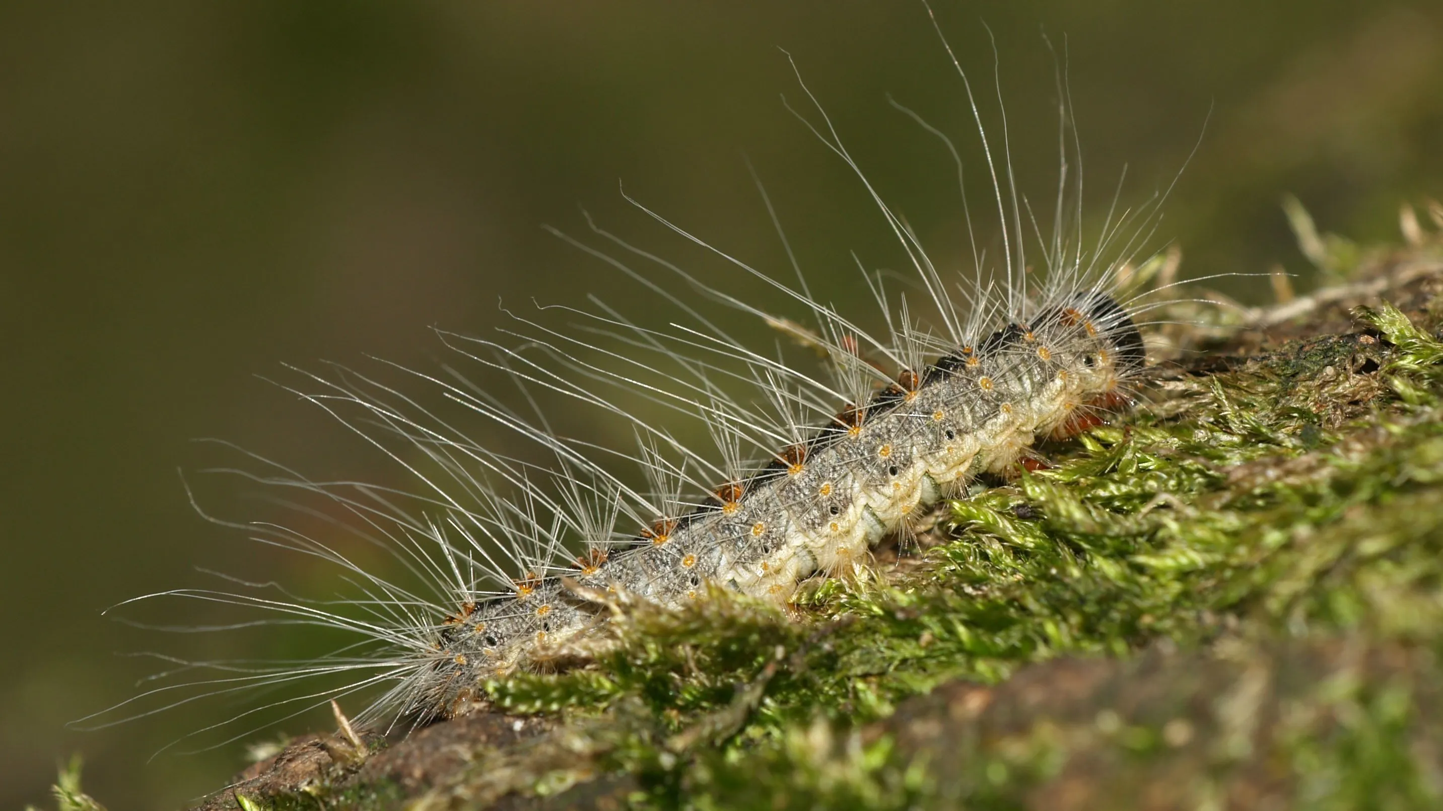 thaumatopoeia processionea caterpillar e1436906734898