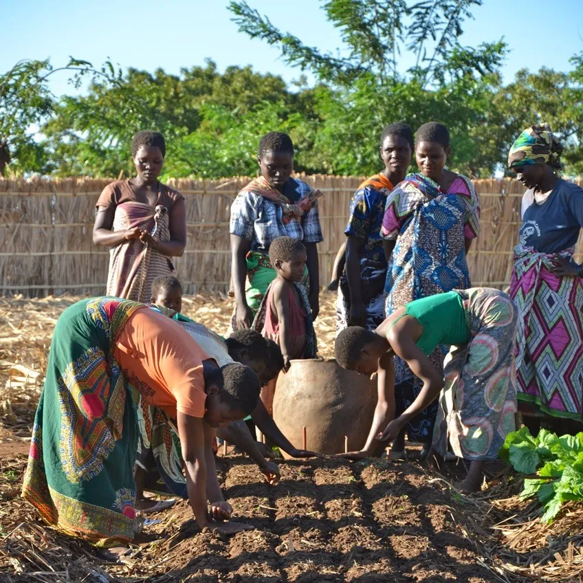 vrouwen in het ontwikkelingsproject in dorp planten uien stichting stphanos e1463736906765