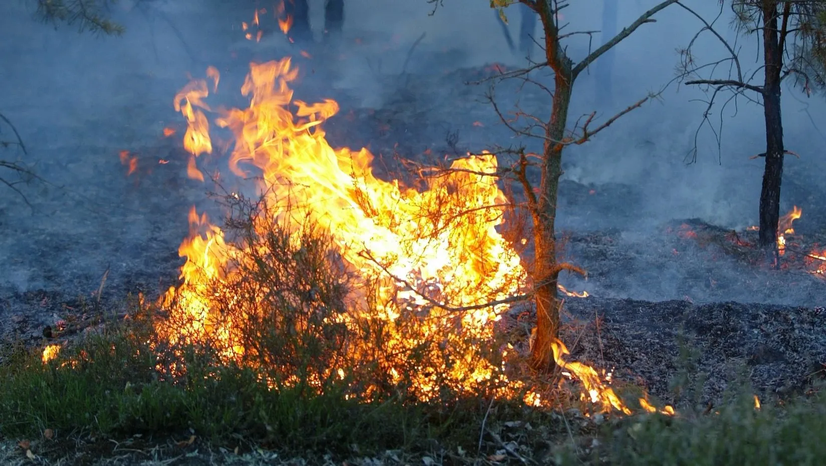 waldbrand bodenfeuer e1435918161192