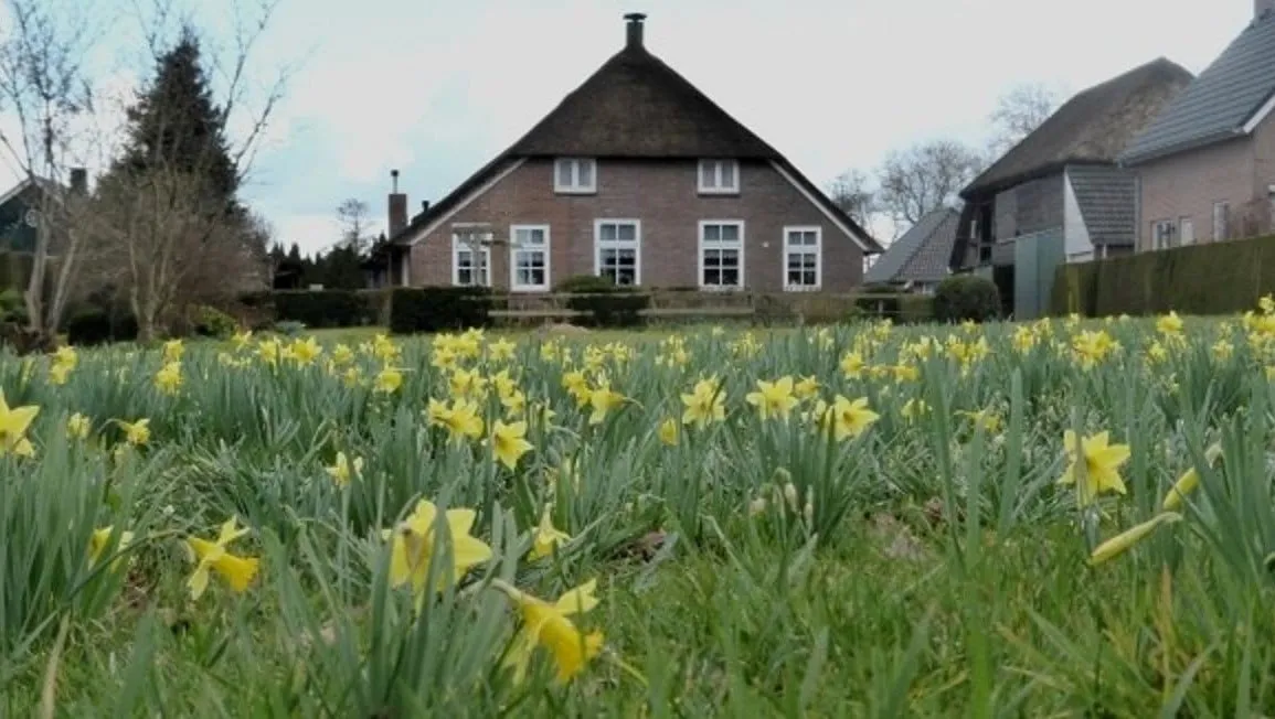 wilde narcis een grote goeiplaats van de soort in een tuin in rouveen1 e1459328425716