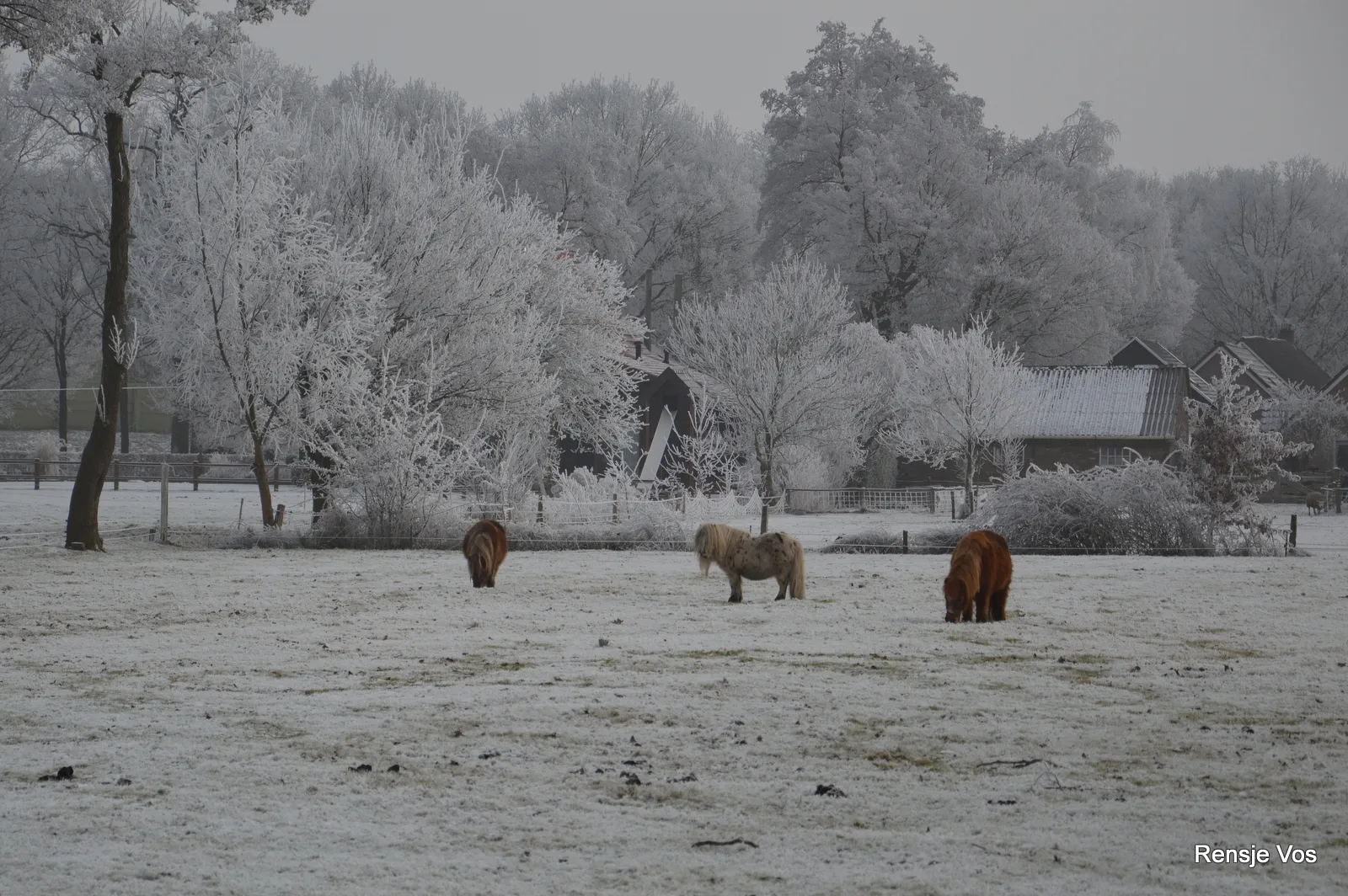 winter staphorst 18jan2017 2