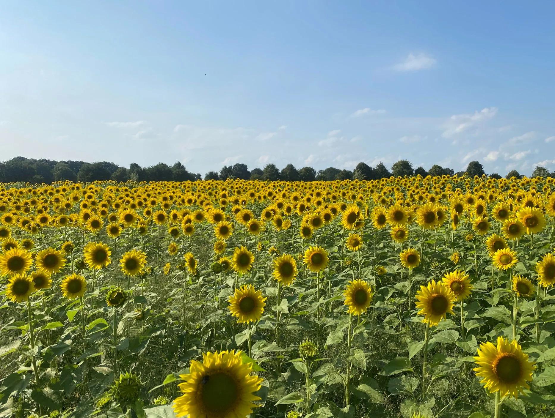 zonnebloemenveld kwekerijplantium