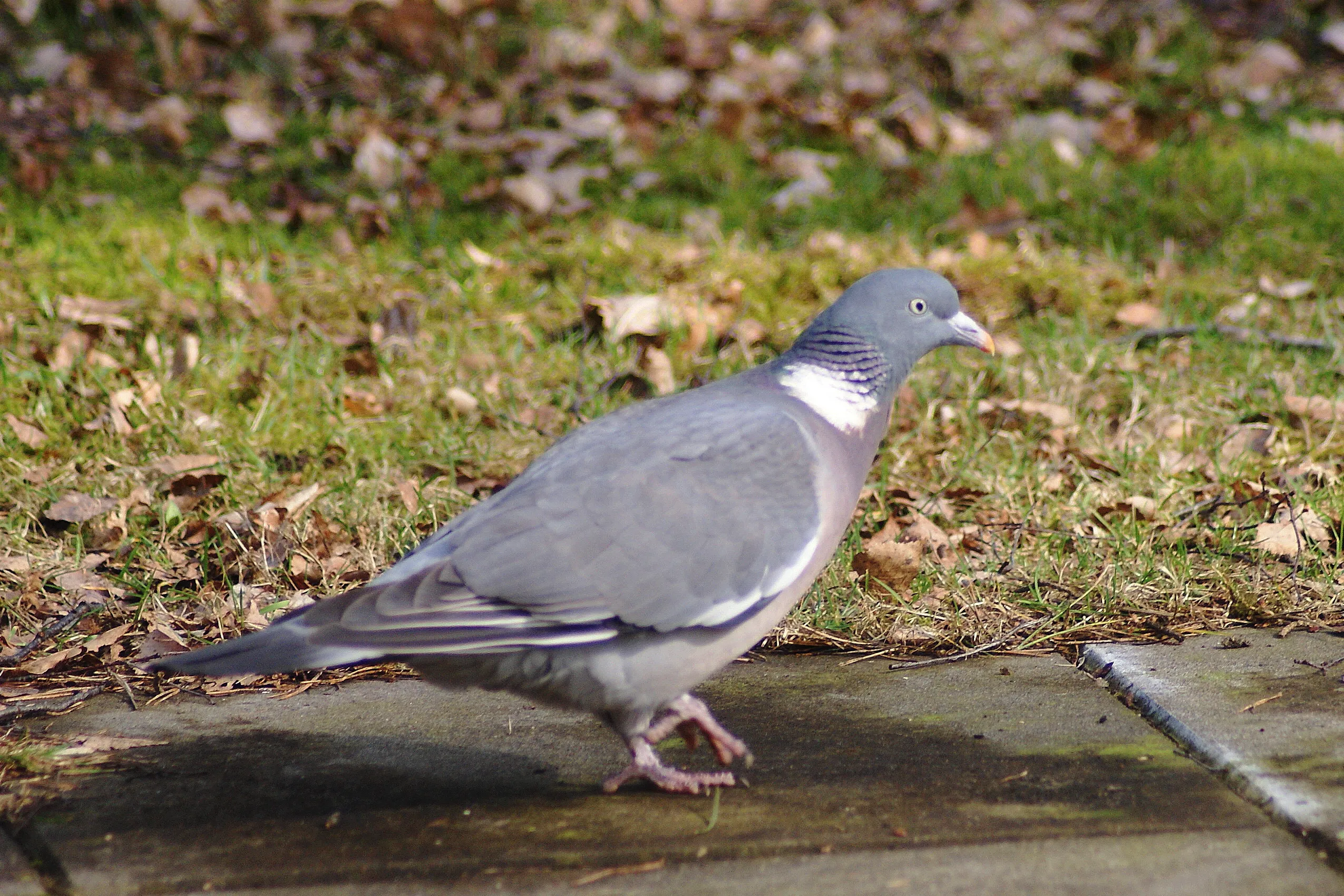 12 5 2018 wat hoor ik daar in park rams woerthe
