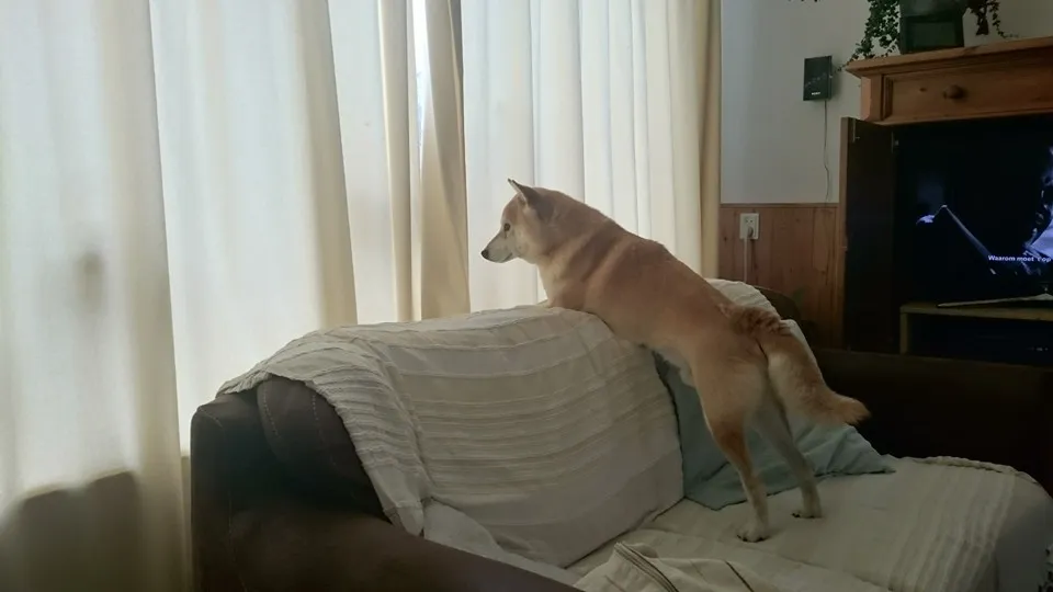 13876694 1129163380456427 5572531581467265787 n