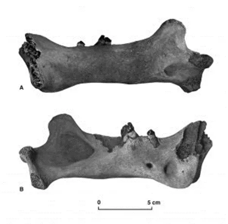 17 nov lezing jelle reumer foto van een fossiel sabeltandtijger
