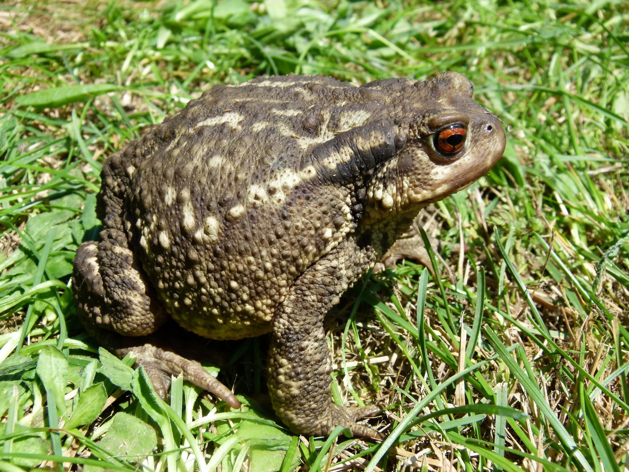 2019 1 lezing ravon maart foto gewone pad ton bode 1 50