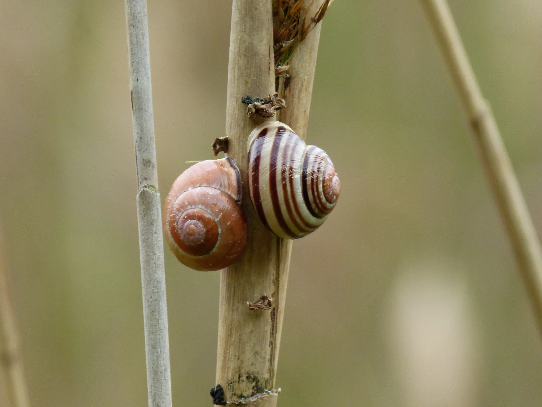 2019 1 lezing slakken foto huisjesslak ton bode 1 50