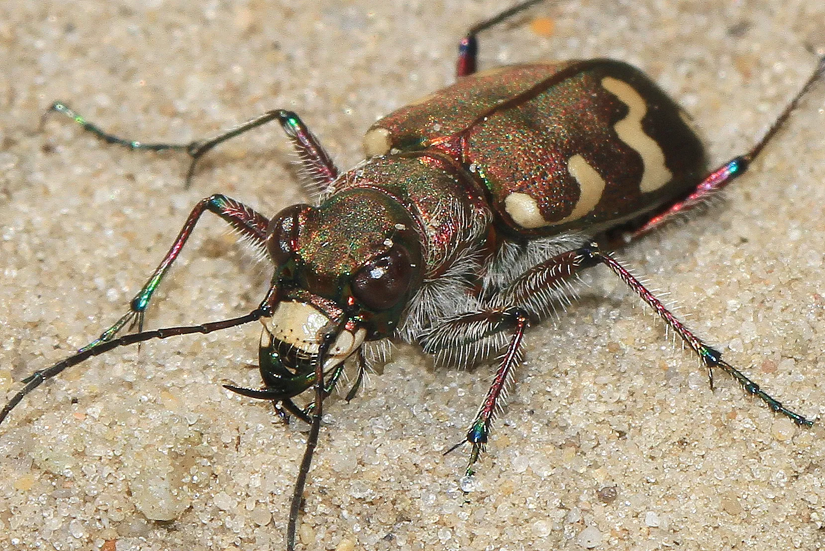 23 6 2018 insecten blesdijkerheide