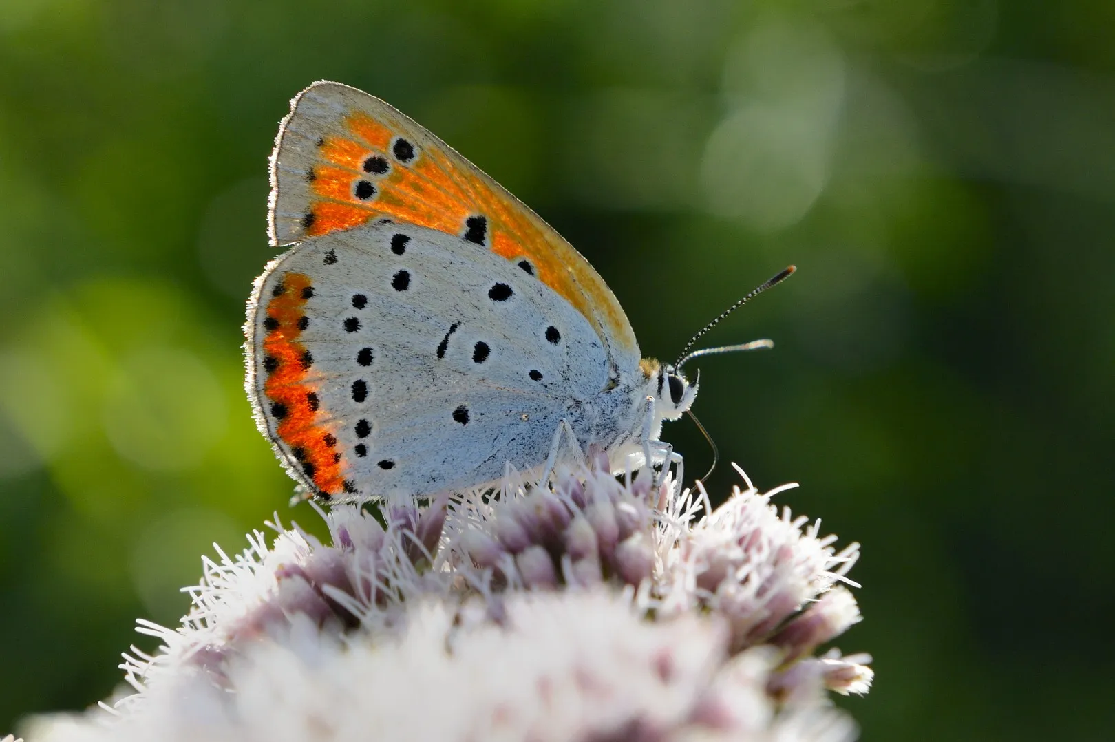3 philip friskorn grote vuurvlinder vrouwtje