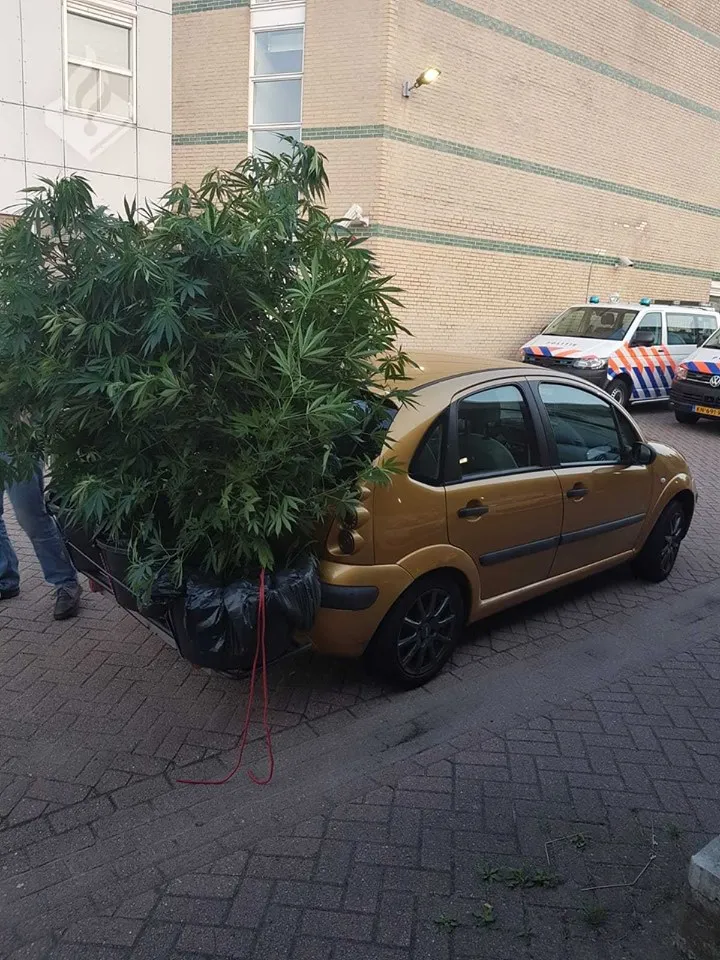 39777361 2269510533284404 3971126658802384896 n