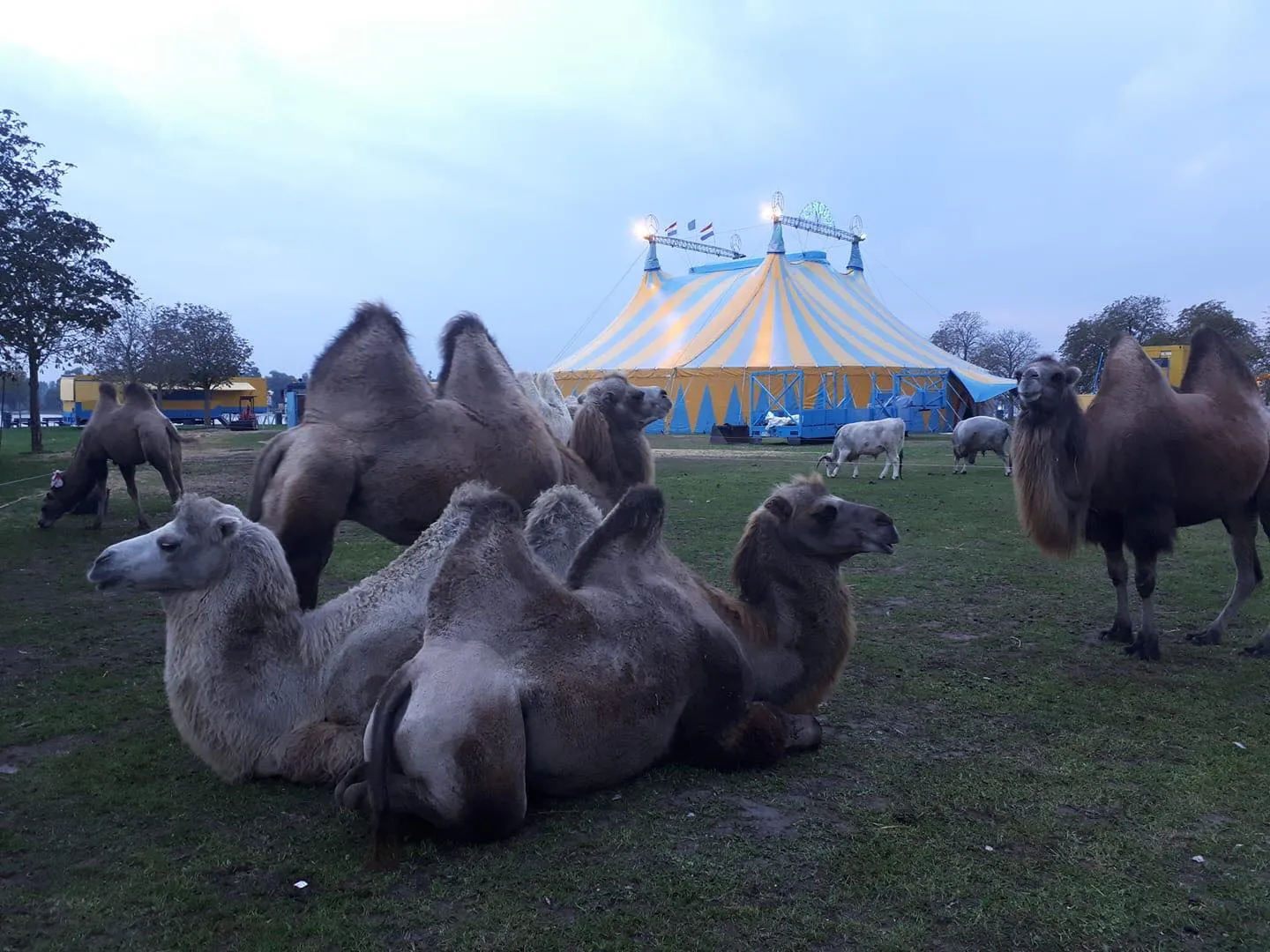 43382017 1857032807679964 8593923710379884544 o