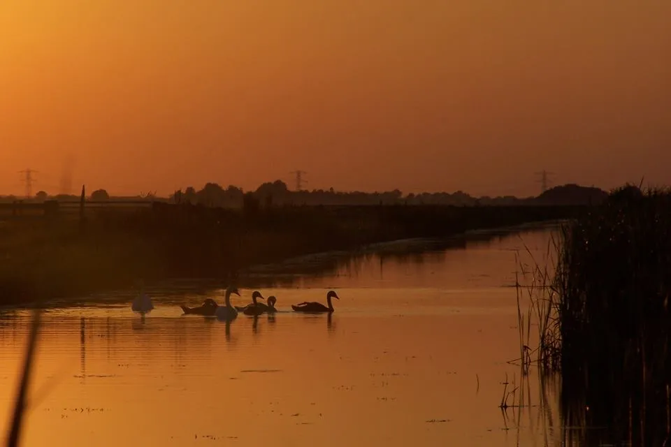 avondzon vaart zwanen