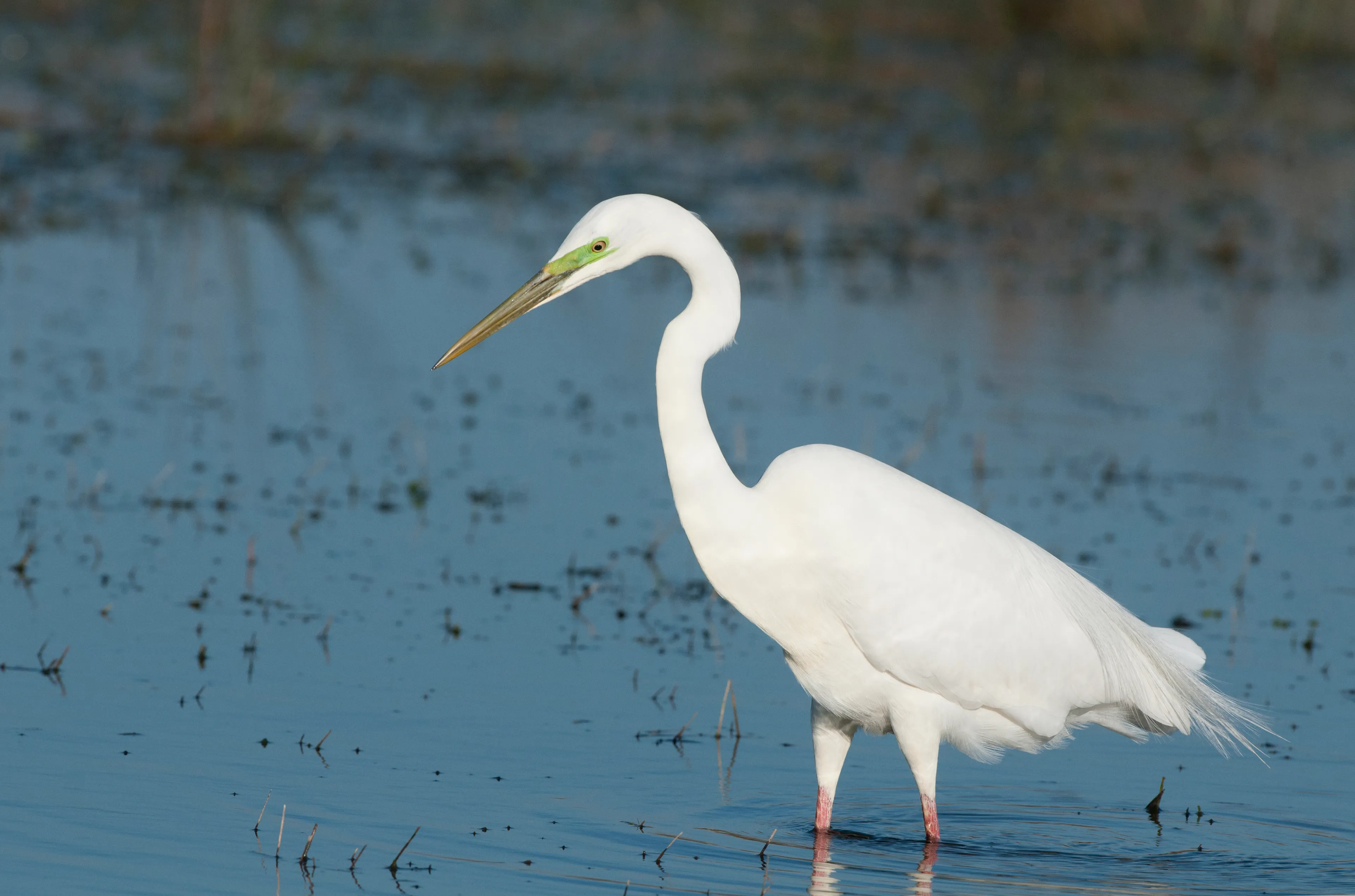 dewieden 74