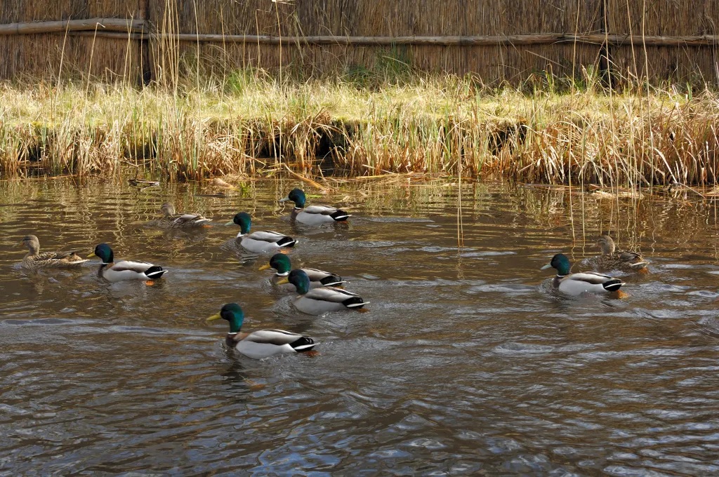 eenden op plas