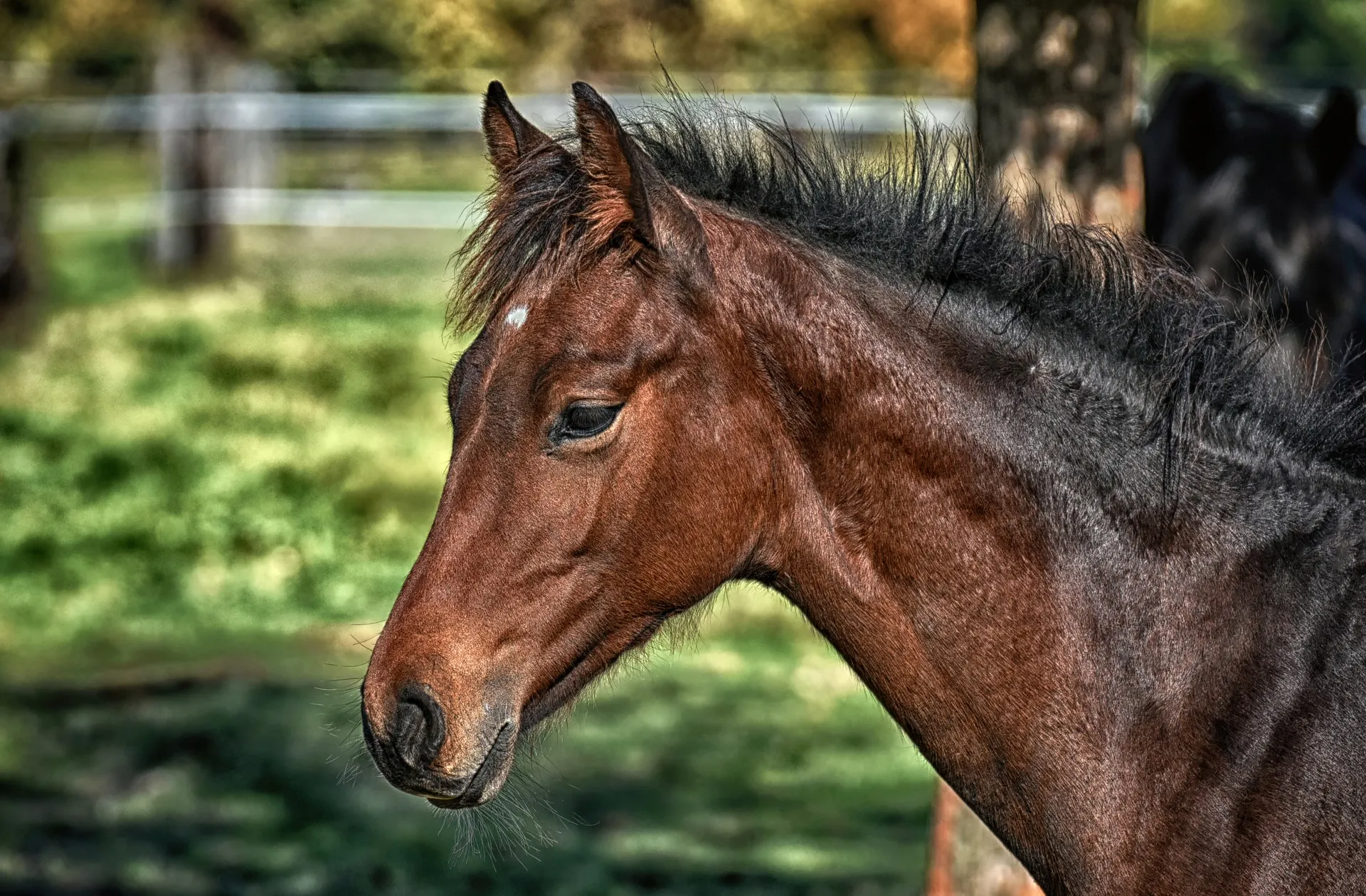 foal 3818264 1920