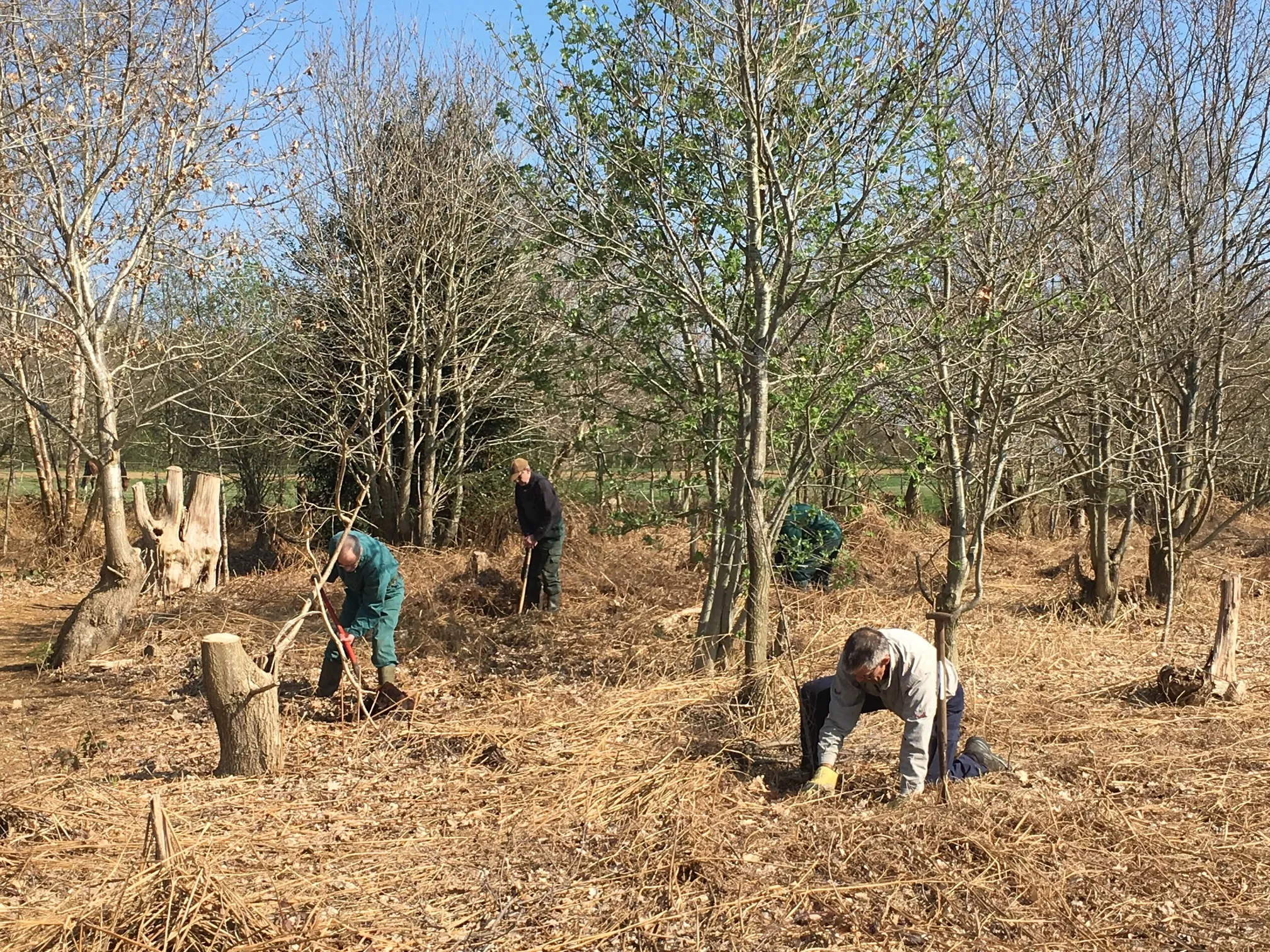 foto knoppersbosje regina brouns 50