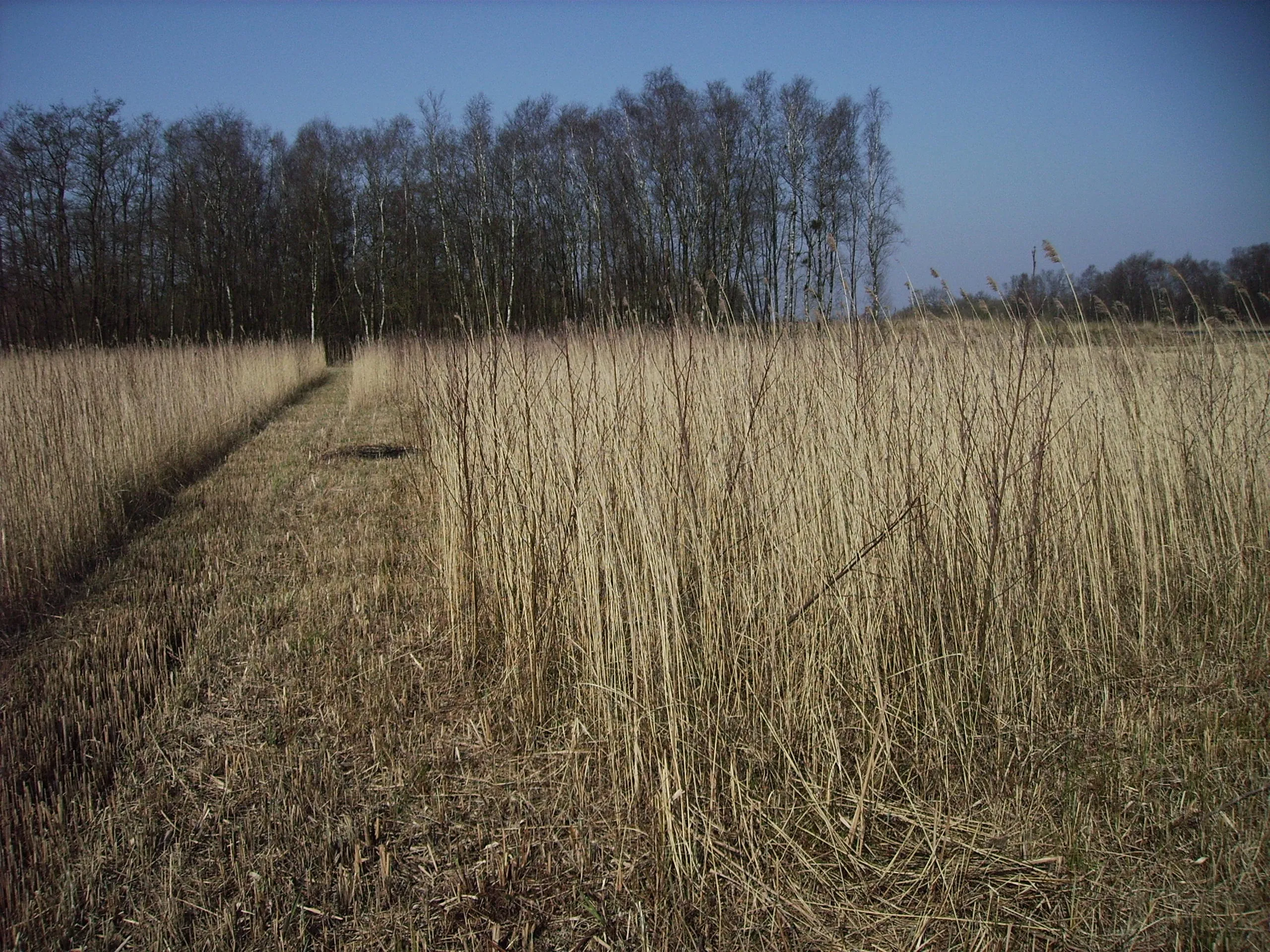 foto rietland bos overjarig riet 2018 al