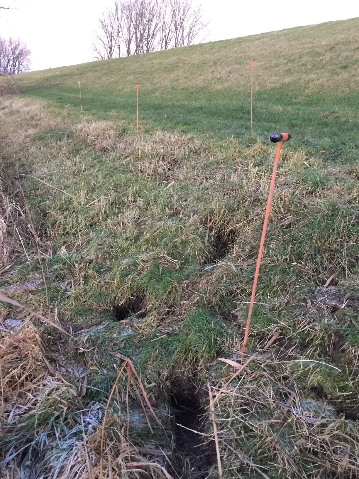 graafschade door muskusratten