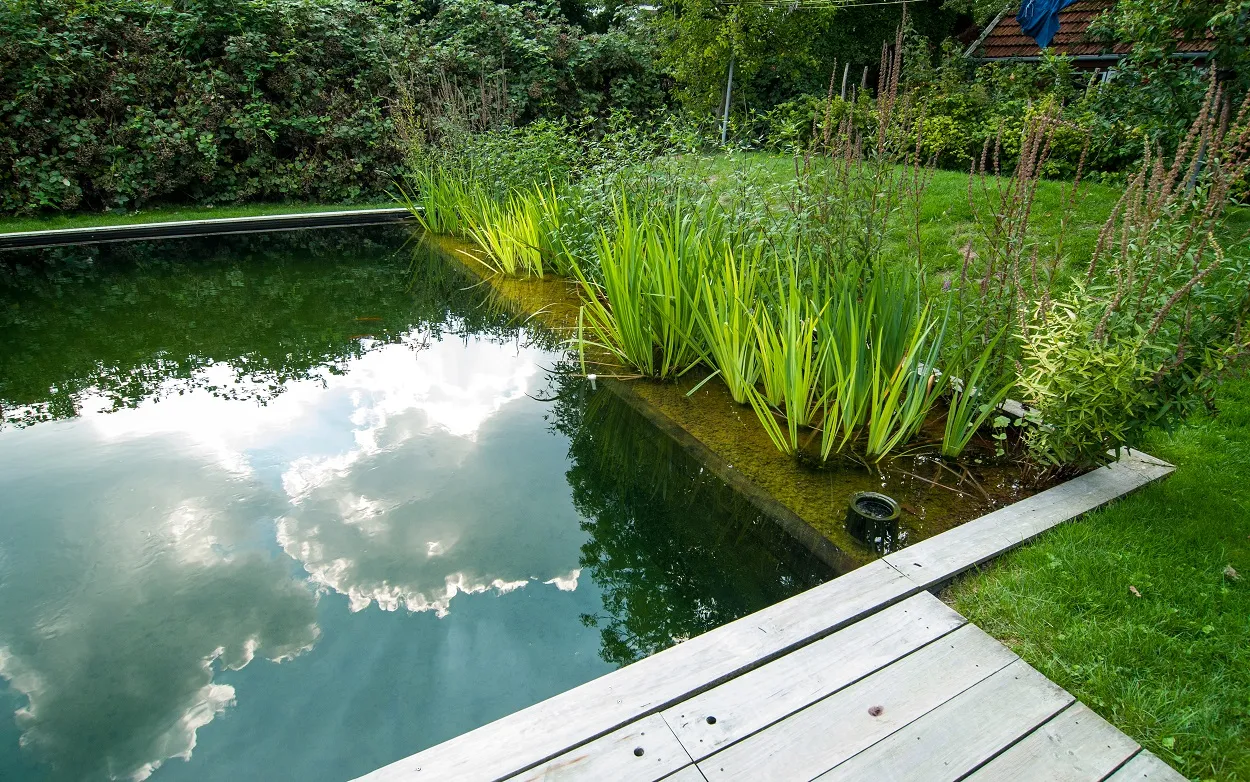 groen en water in tuin