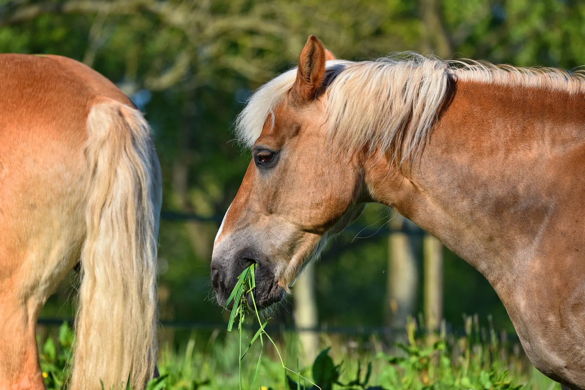 horse 3398609 1920