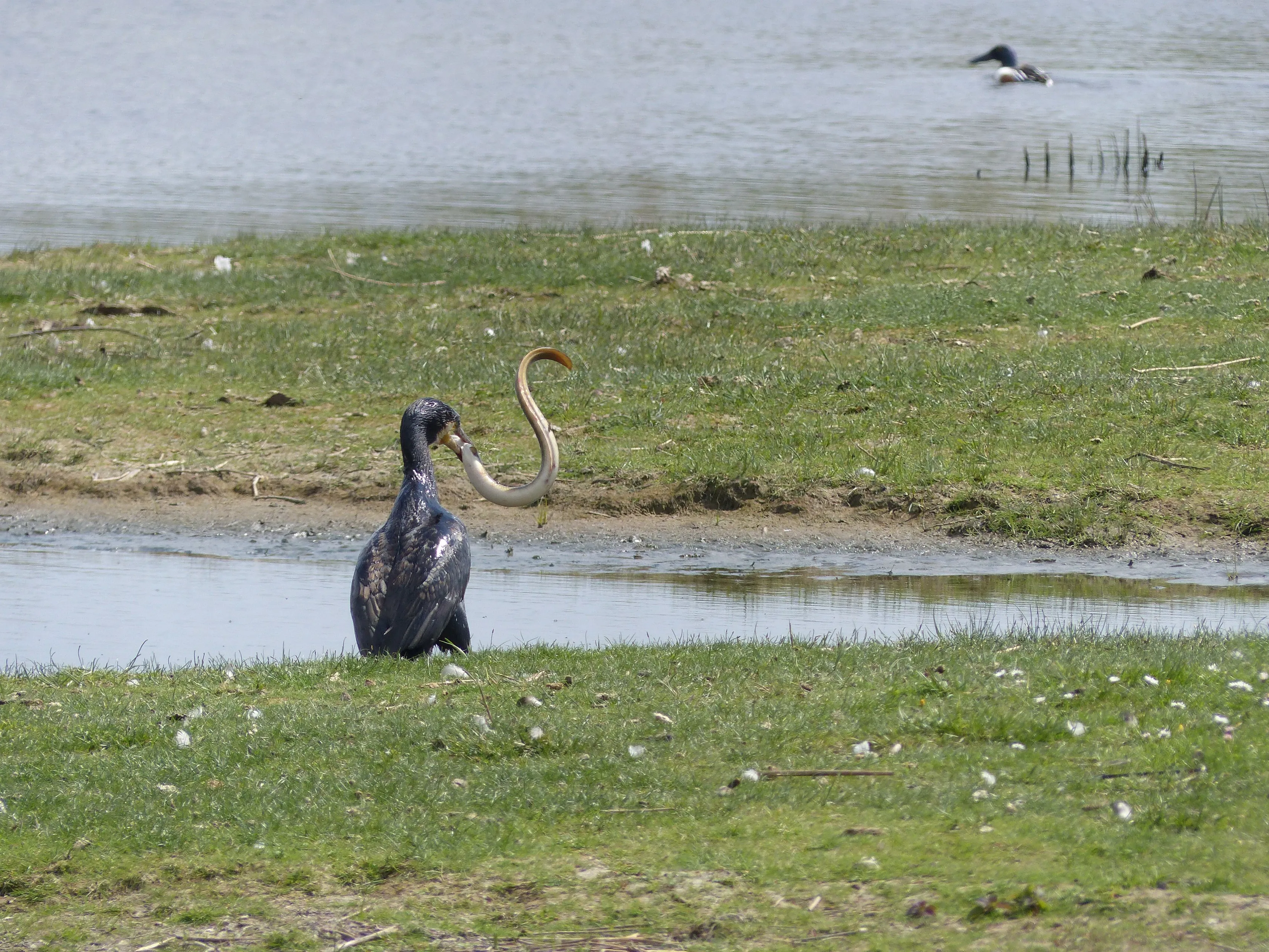 iv oktober huttentocht
