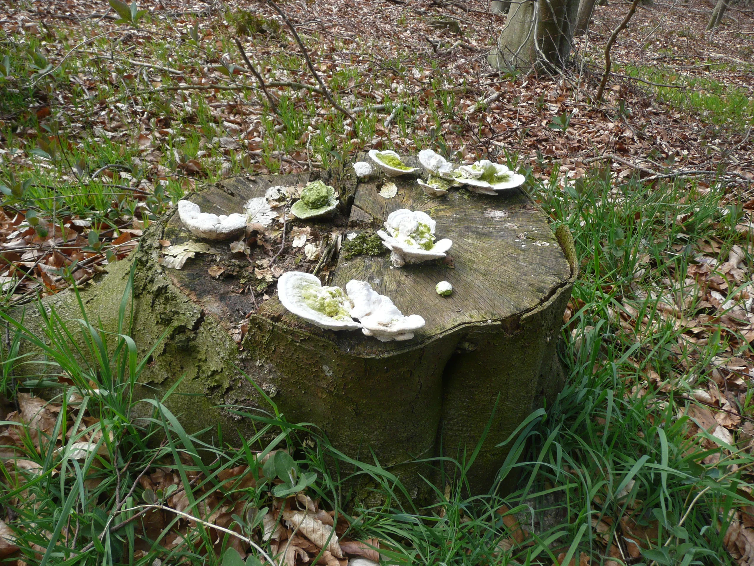 iv september blesdijkerheide