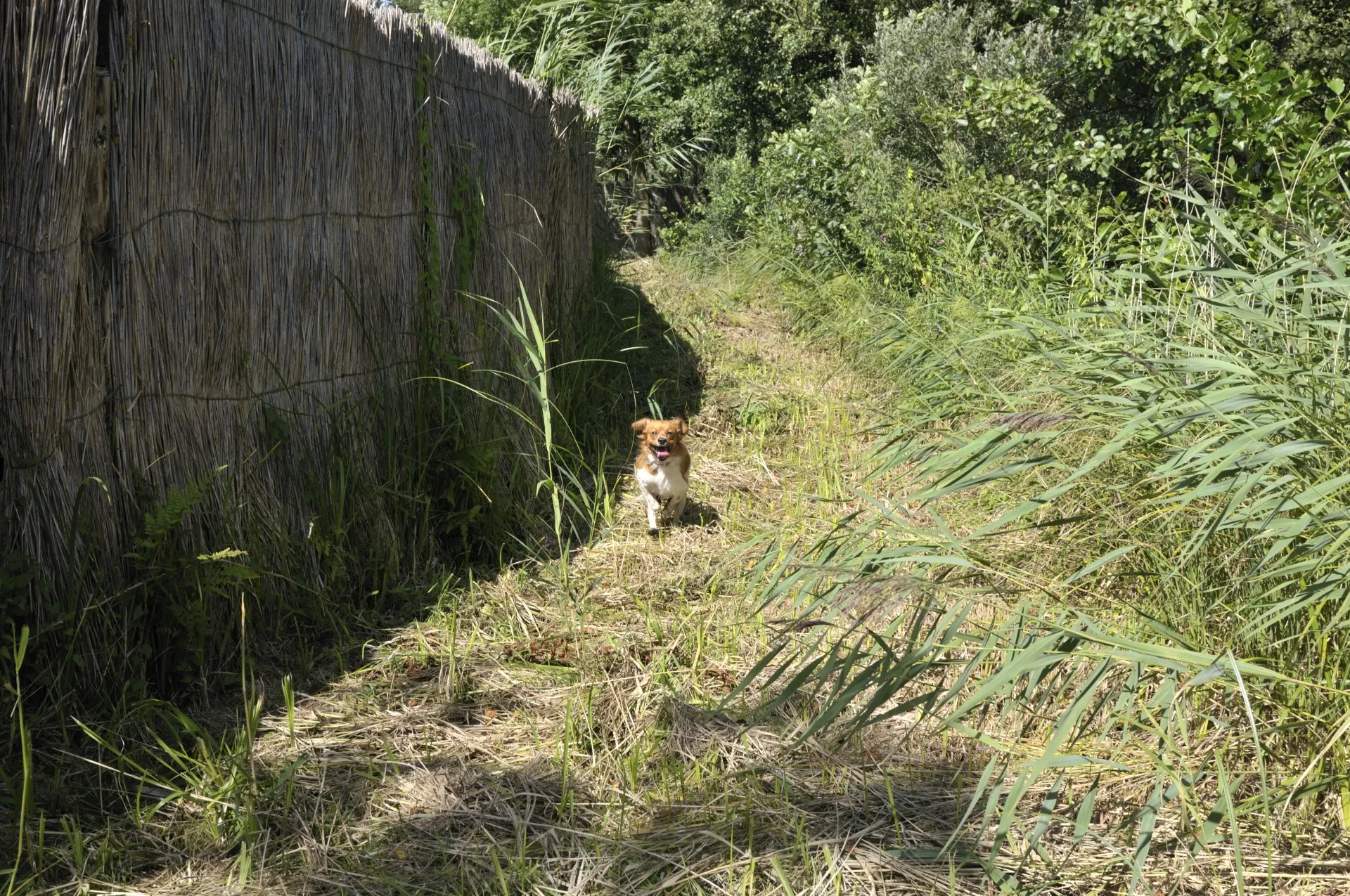 kooikershond naast scherm