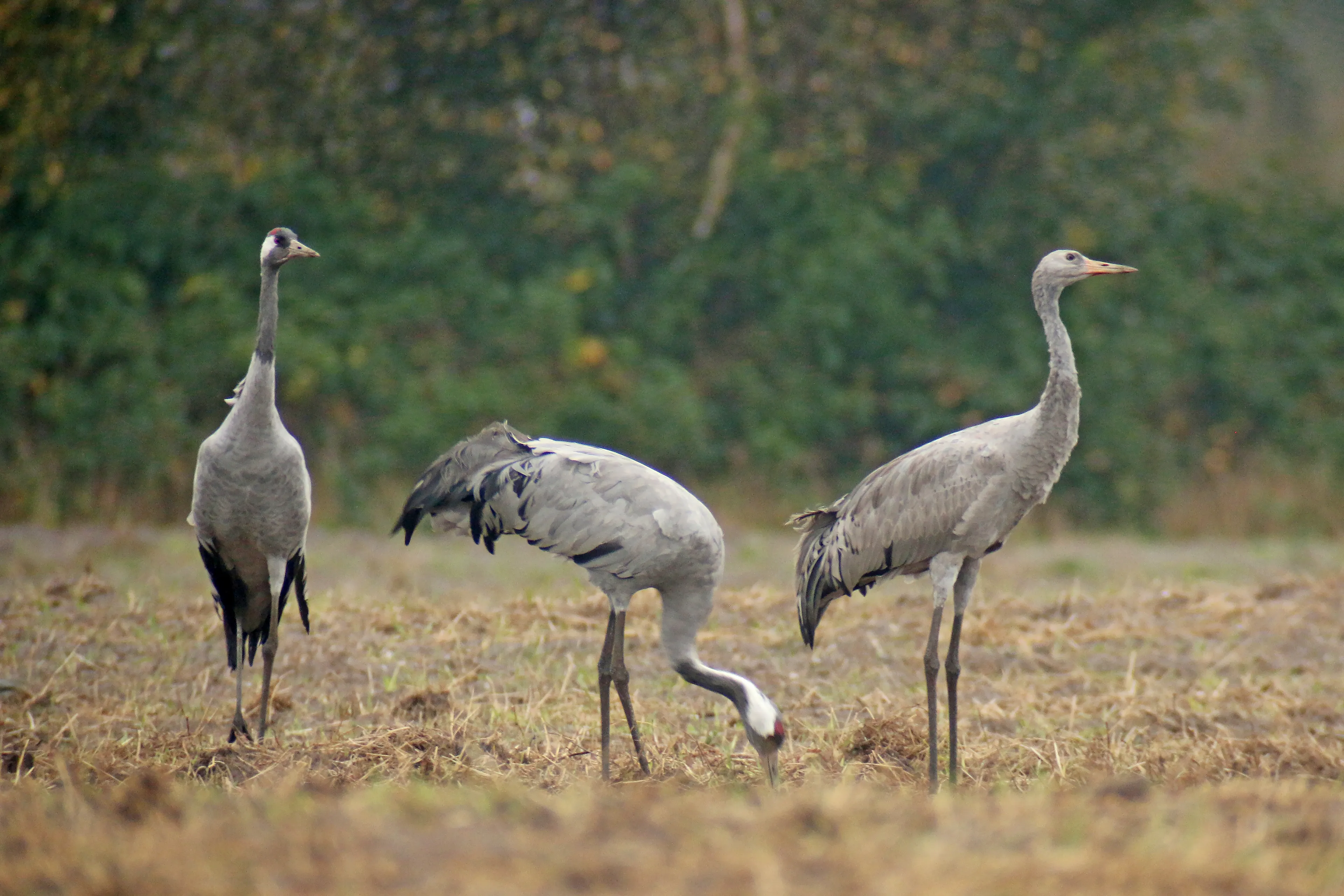 kraanvogelpaar met juveniel foto gerrit schepers