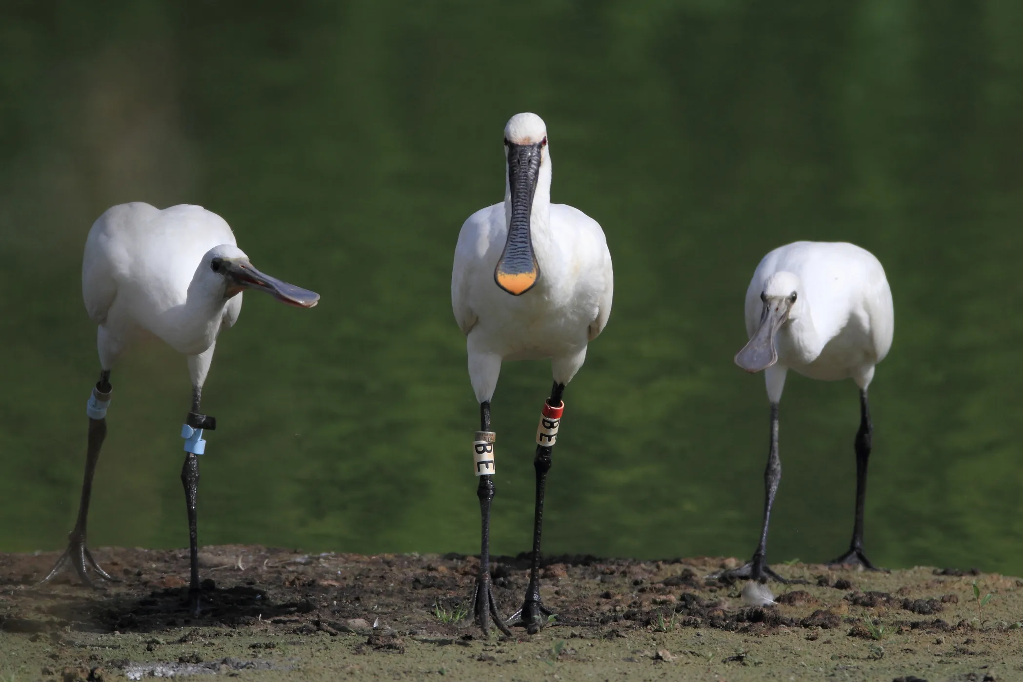 lepelaar foto de braakman 50