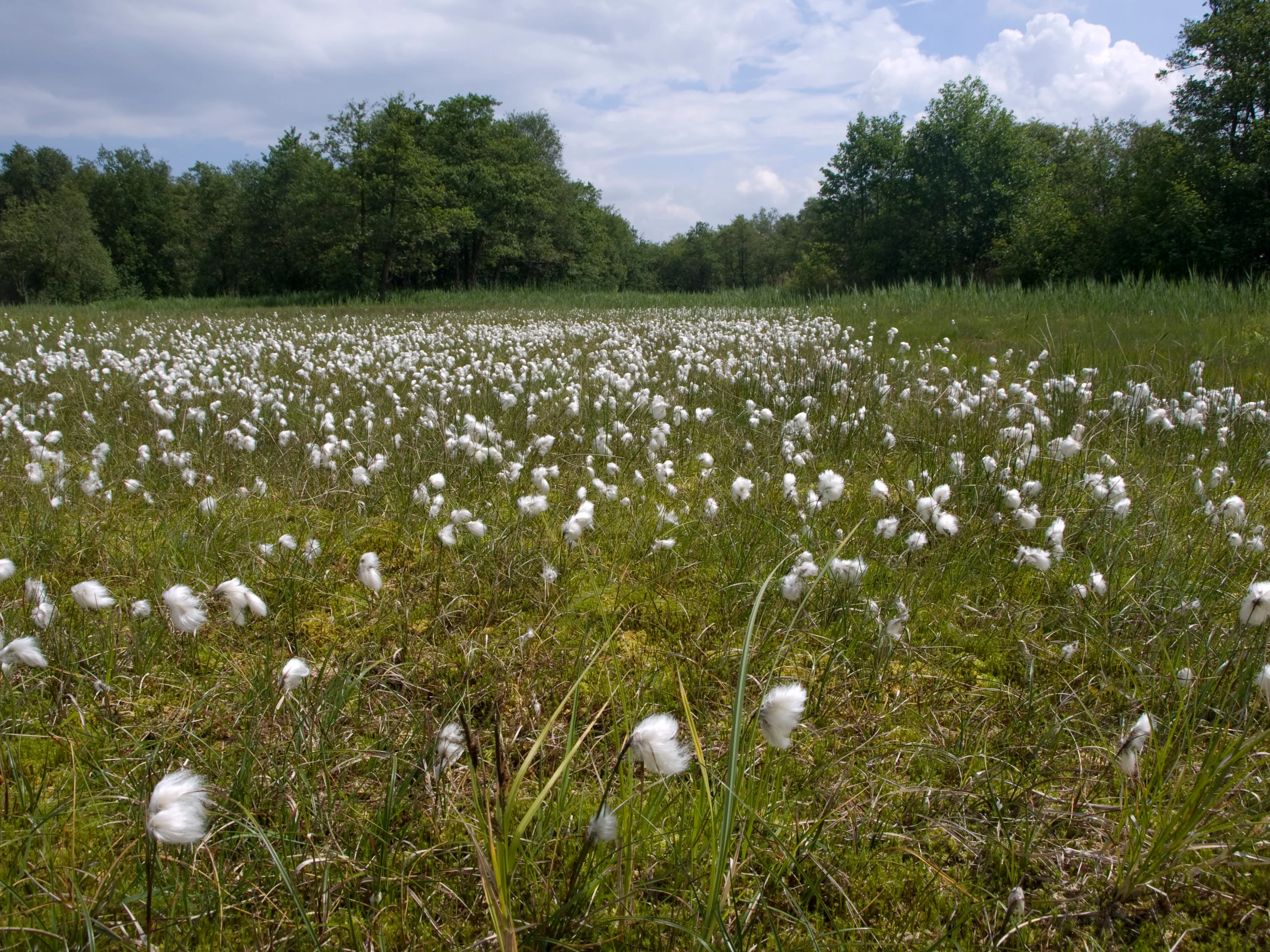 namo29714 veenpluis bouwbord