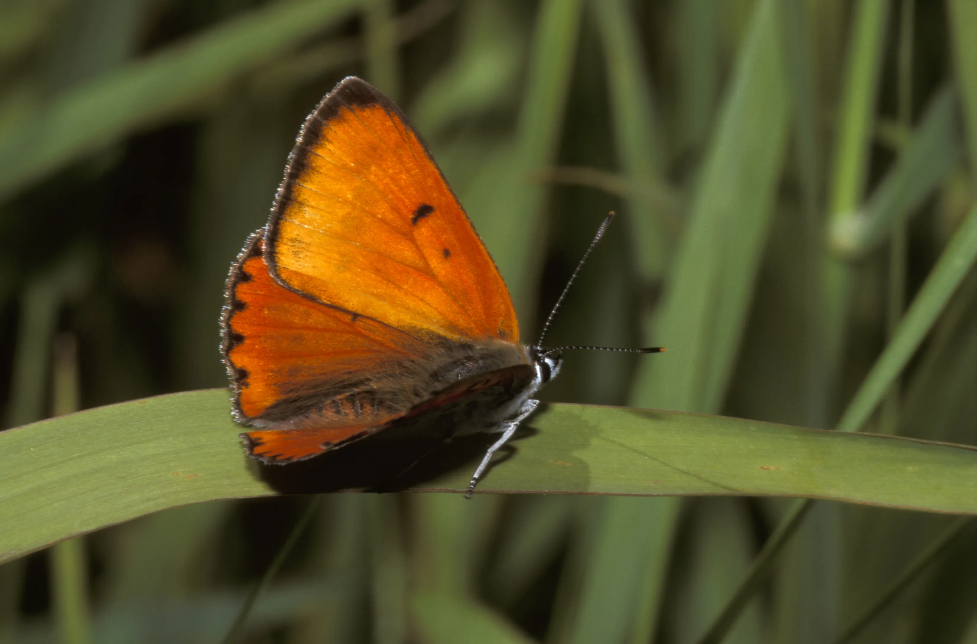 philip friskorn vuurvlinder