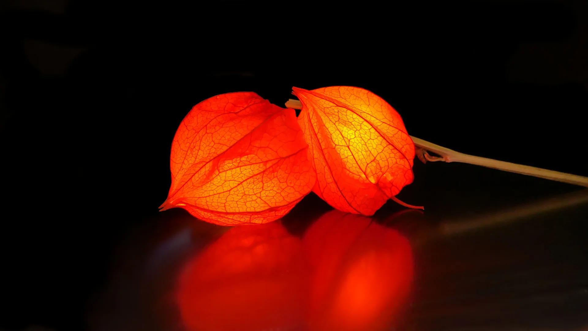 physalis 4309821 1920