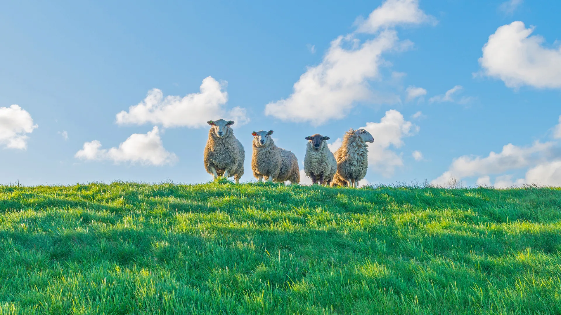 schapen op de dijk