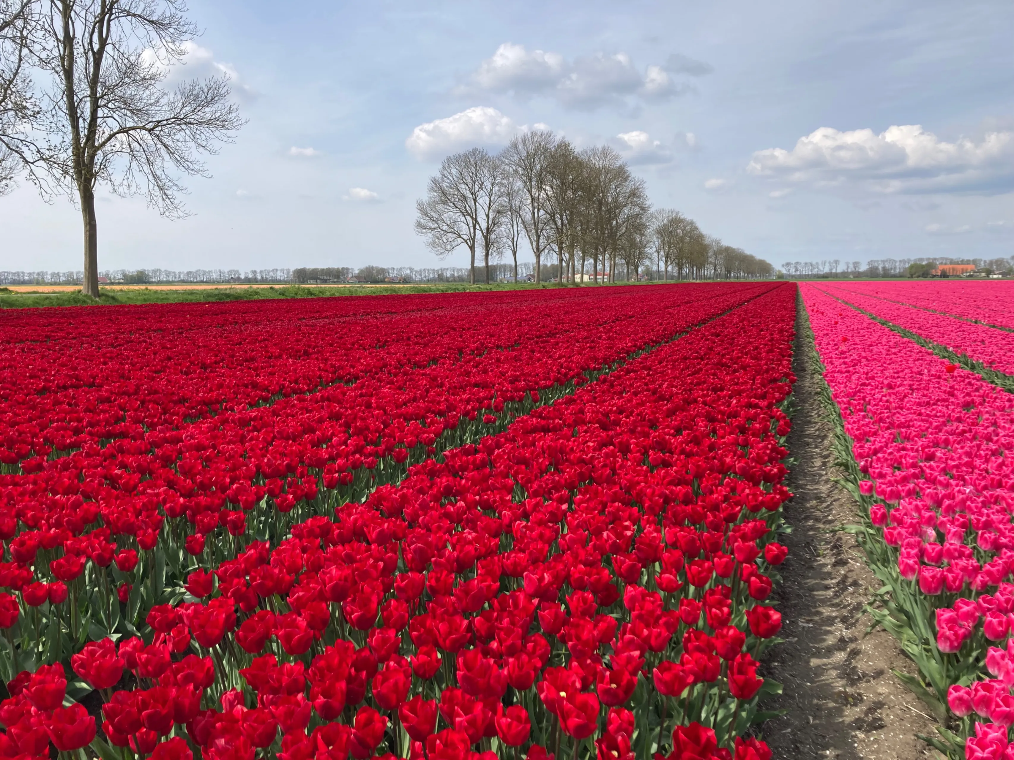 Tulpenveld rood IMG_3326