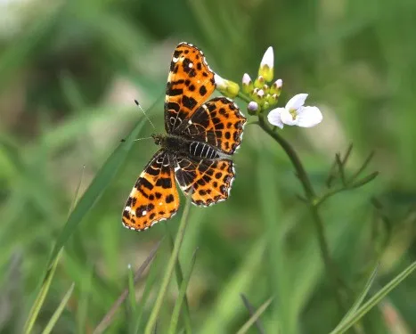 Vlinder-Landkaartje-Werkgroep-Monitoring-biodiversiteit-Griene-Dyk